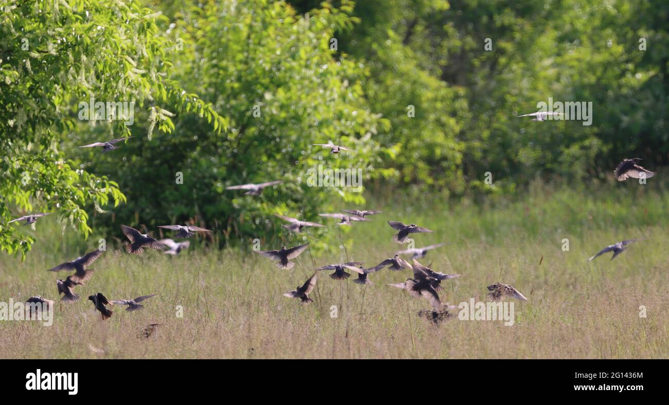 Eine Schar von Staren im Flug über die Wiese Stockfoto