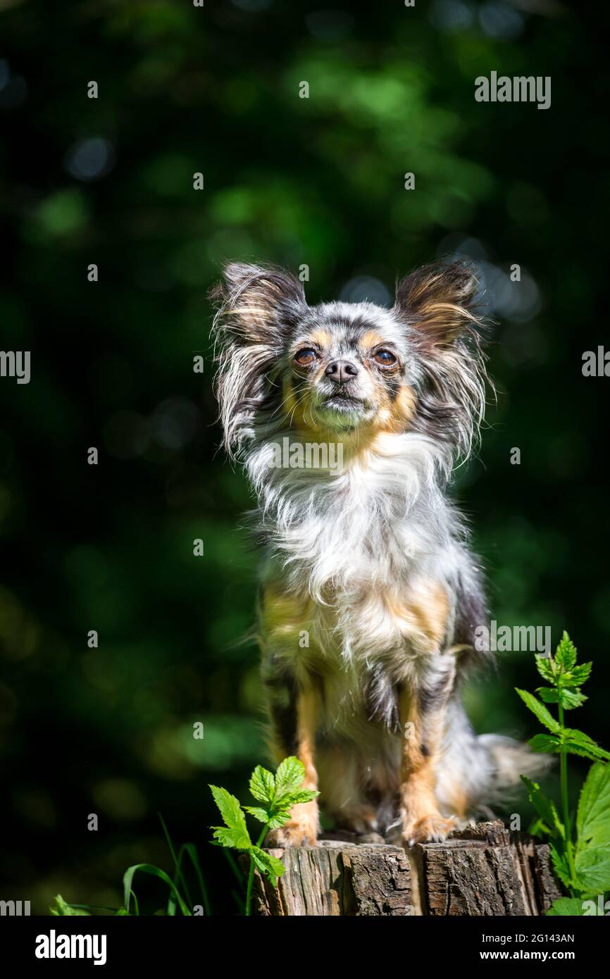 Blauer Merle Chihuahua Hund Stockfoto