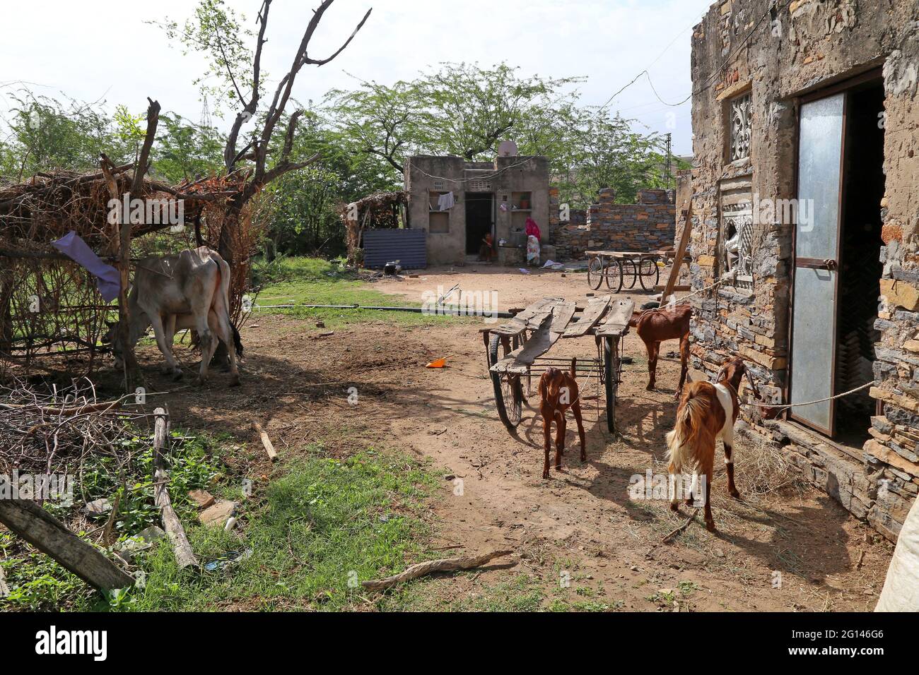 Beawar, Rajasthan, Indien, 4. Juni 2021: Kuh und Ziegen fressen Gras in einem Haus am Stadtrand von Beawar. Indiens anhaltende und verheerende Welle von Covid-19-Infektionen hat die Städte erfasst und die städtischen Gesundheitsressourcen überfordert, aber sie hat auch tief in das ländliche Indien eingedrungen, wo das wahre Ausmaß der Verwüstung unbekannt ist, weil es an weit verbreiteten Tests oder zuverlässigen Daten fehlt. Kredit: Sumit-Samarwat/Alamy Live Nachrichten Stockfoto