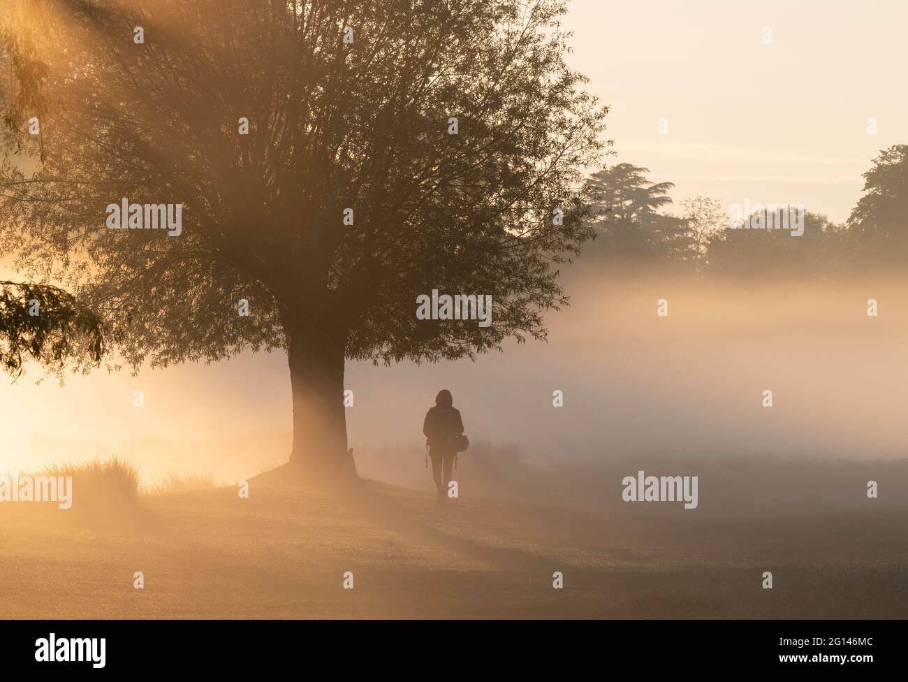 Sonnenaufgang erzeugt eine Silhouette einer Person, die im frühen Morgennebel an einem Baum vorbei geht Stockfoto