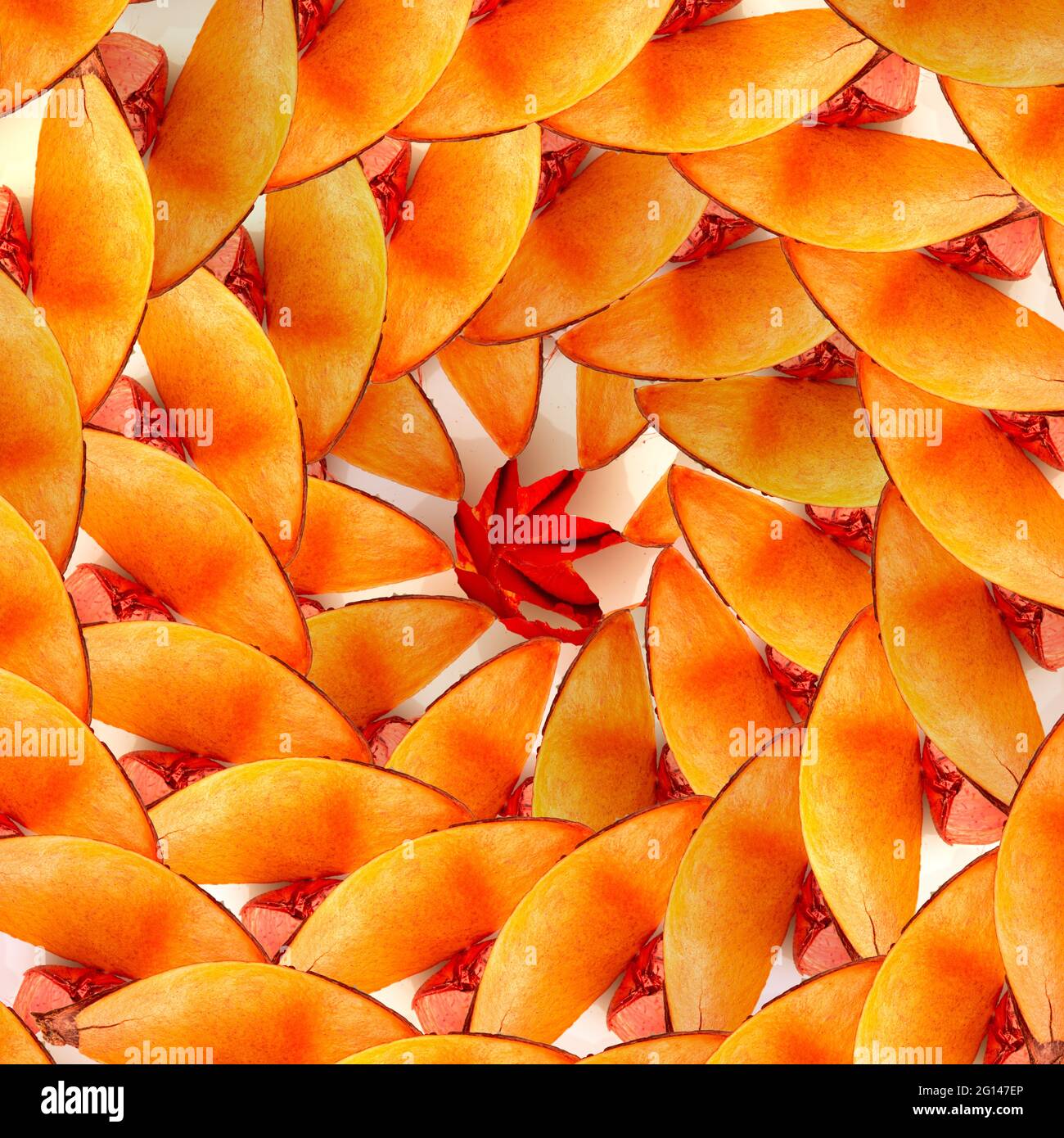 Nahtloses Spiralmuster aus trockener halbovaler Schale, oranger kreativer Hintergrund Stockfoto