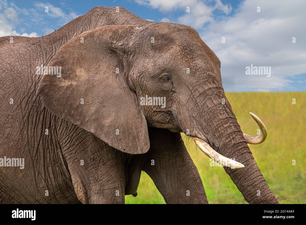 Elefant mit verdrehten Aufgaben in Maasai Mara, Kenia Stockfoto