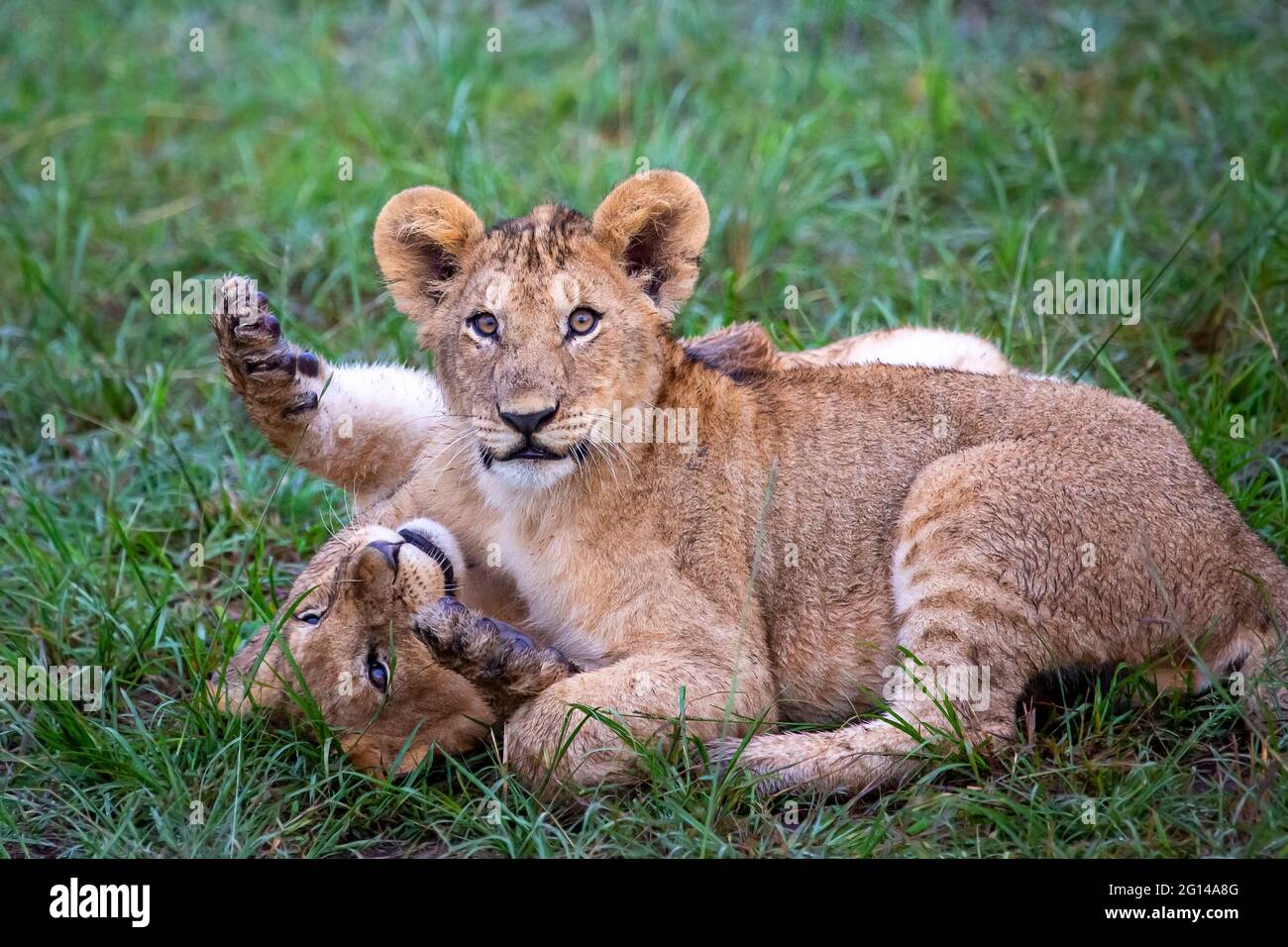 Löwenjungen, die in Maasai Mara, Kenia, miteinander spielen Stockfoto
