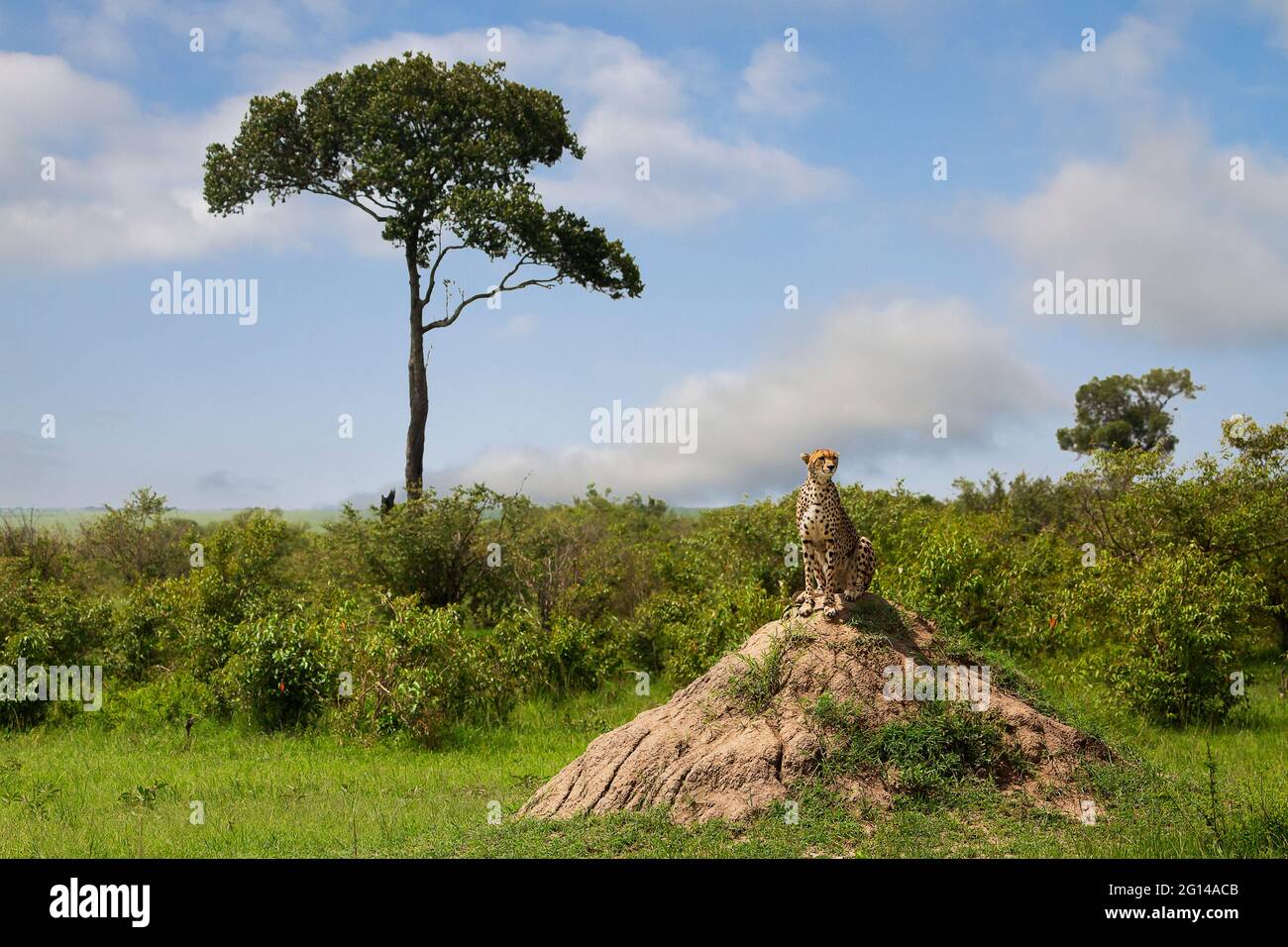 Gepard auf dem Termitenhügel in Masai Mara, Kenia Stockfoto