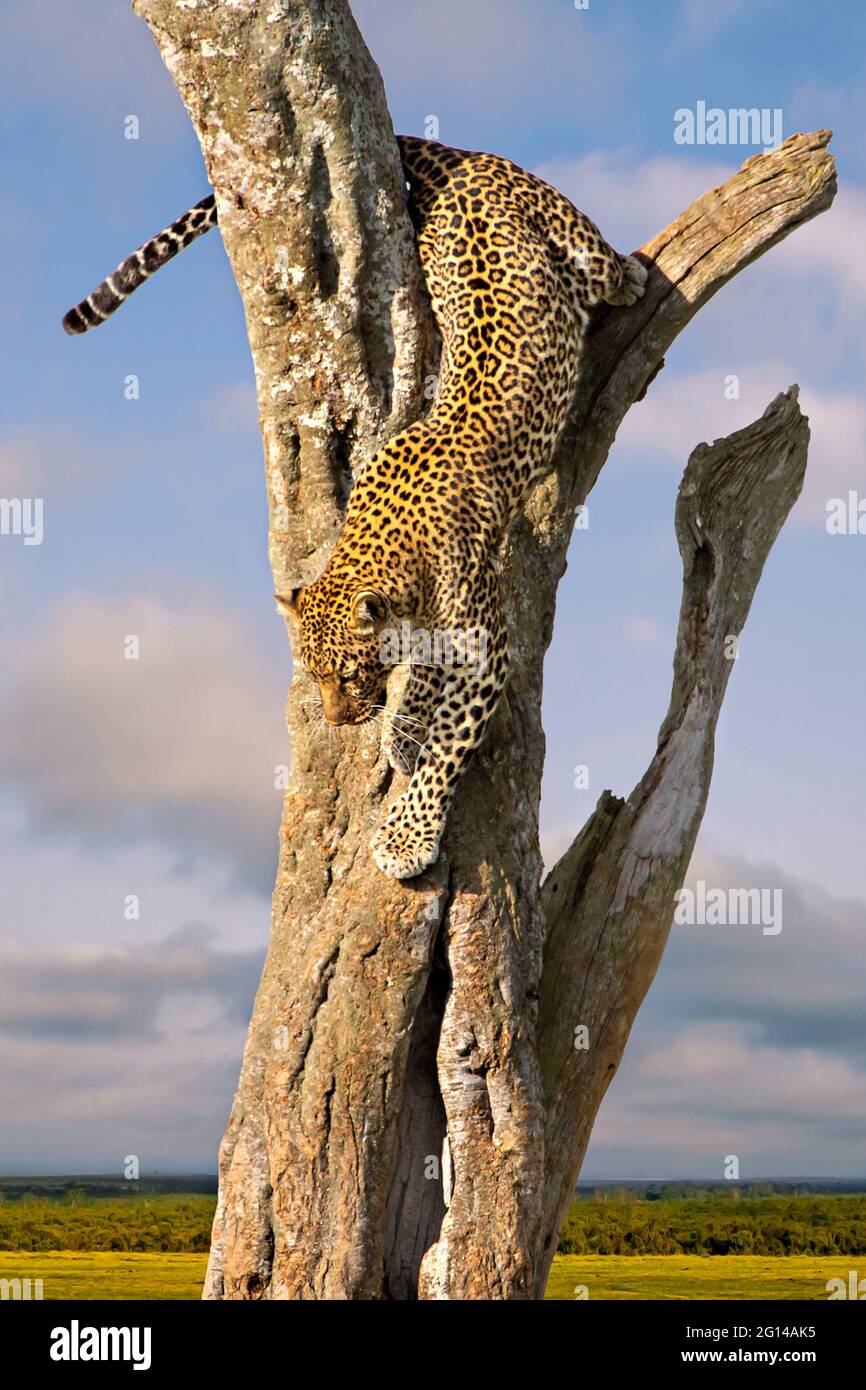 Leopard, der in Maasai Mara, Kenia, den Baum herunterkommt Stockfoto