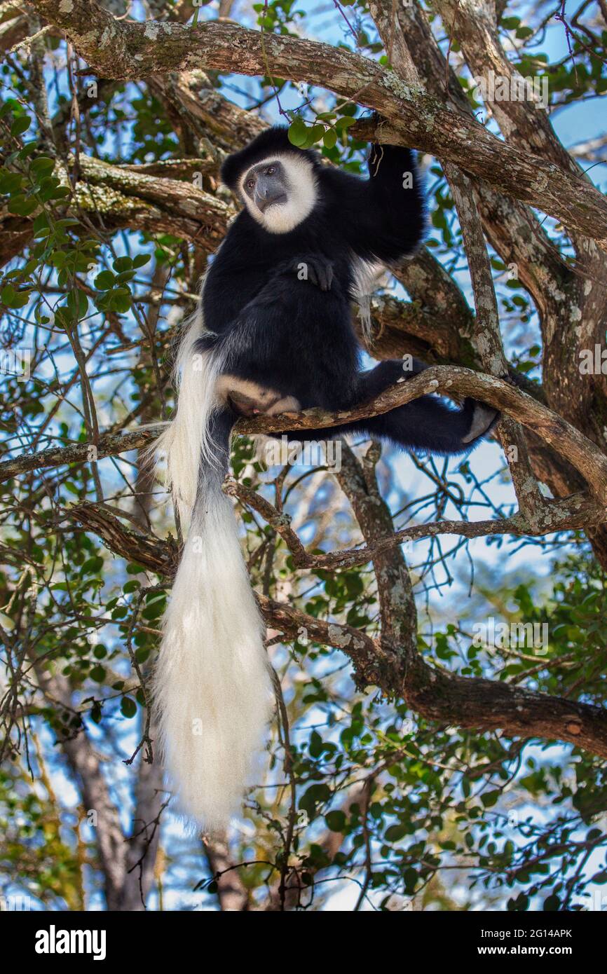 Schwarz-weißer Colobus Monkey in Kenia, Afrika Stockfoto