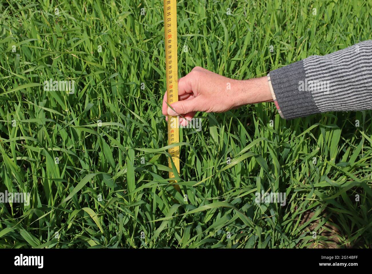 Der Bauer misst die Höhe des Weizens mit einem Lineal Stockfoto