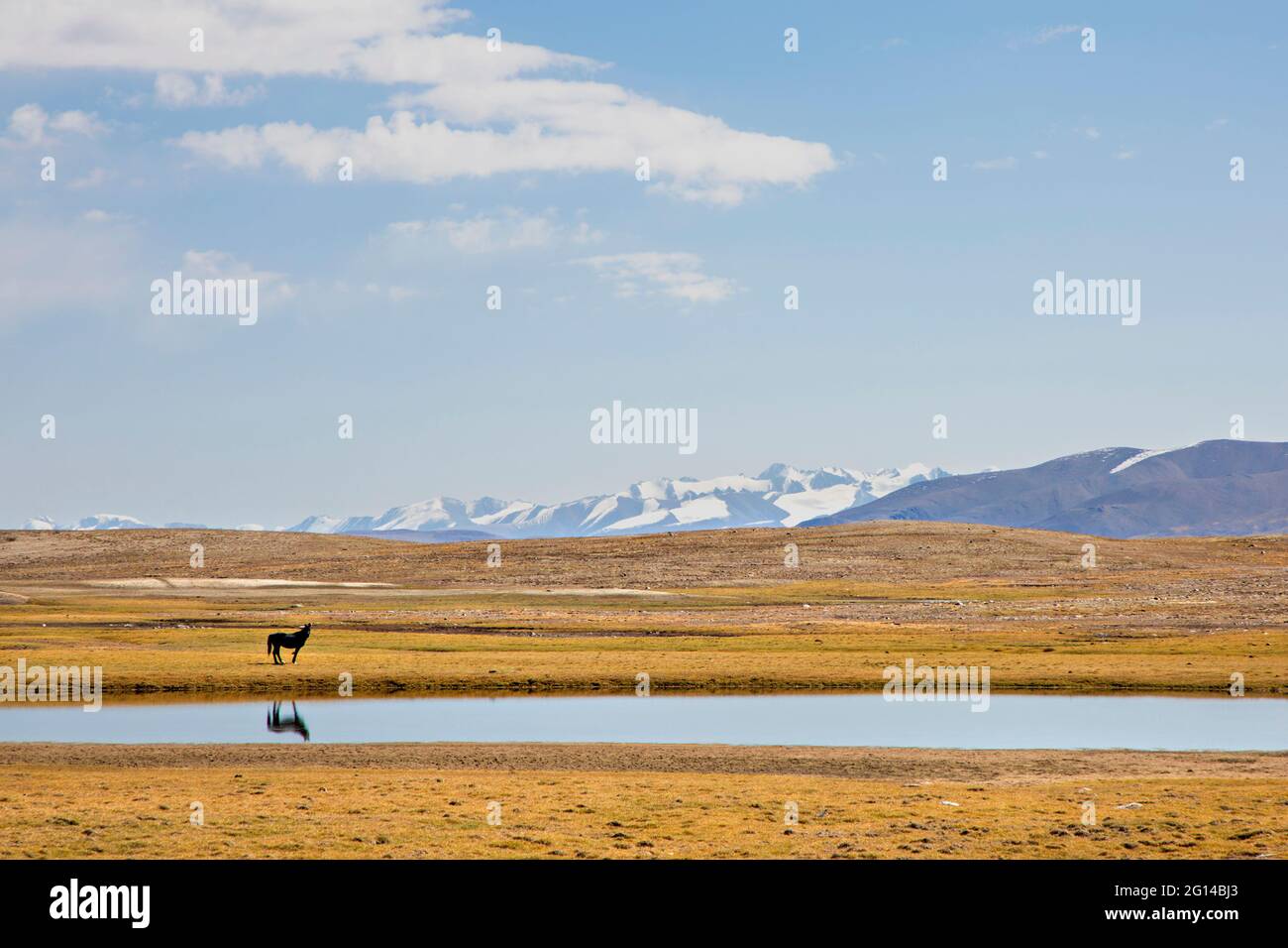 Pferd und seine Reflexion im Bergsee auf den Bergen in Barskoon, Kirgisistan. Stockfoto