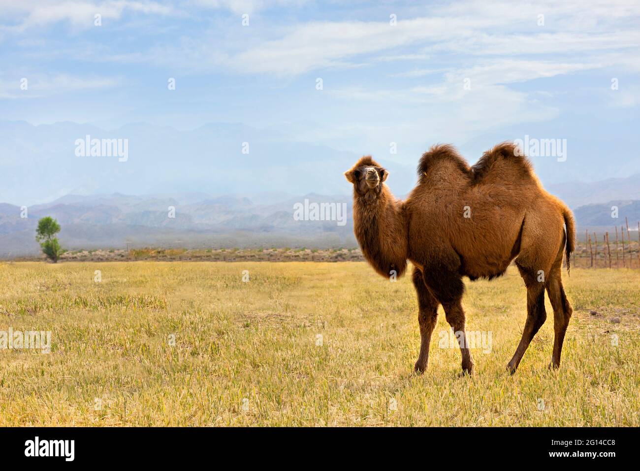 Baktrian Kamel auf den Wiesen bei Issyk Kul in Kirgisistan Stockfoto