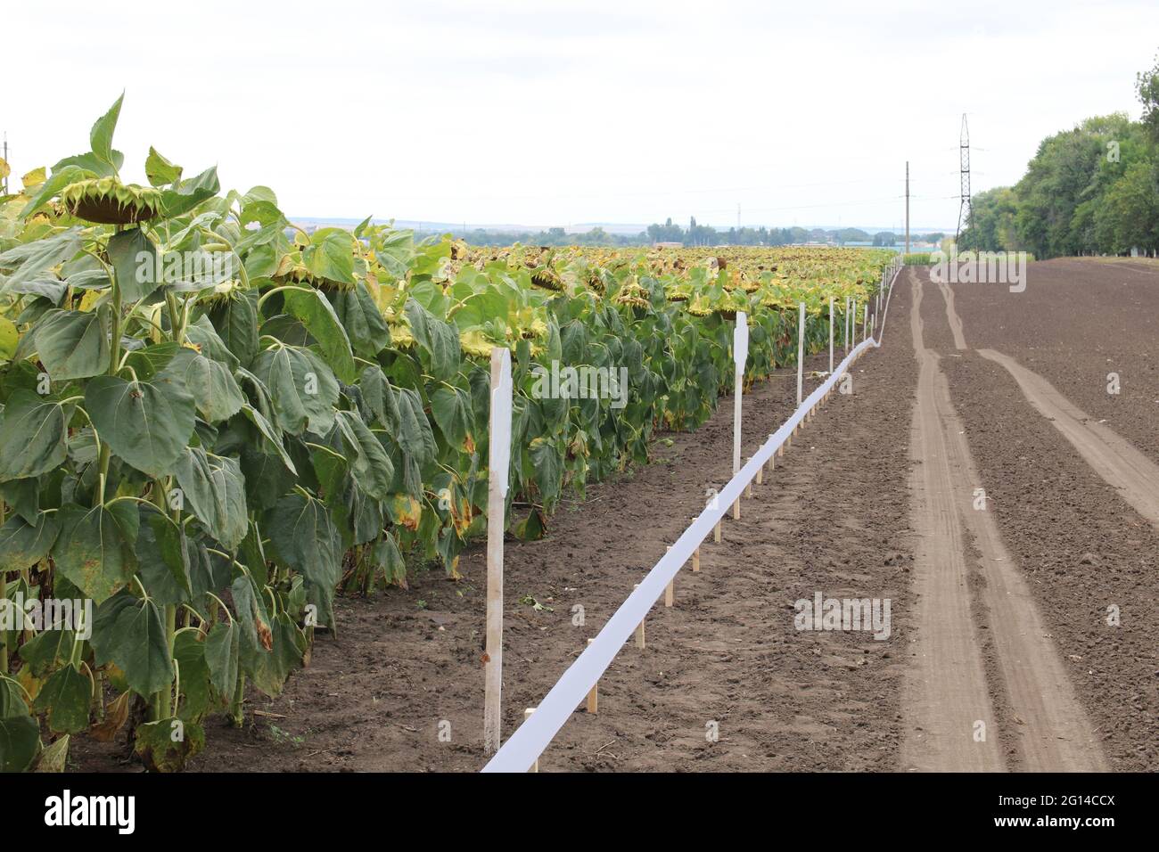 Pflanzenzüchtung. Immer neue Sorten landwirtschaftlicher Pflanzen. Neue Vielfalt von Sonnenblume. Stockfoto