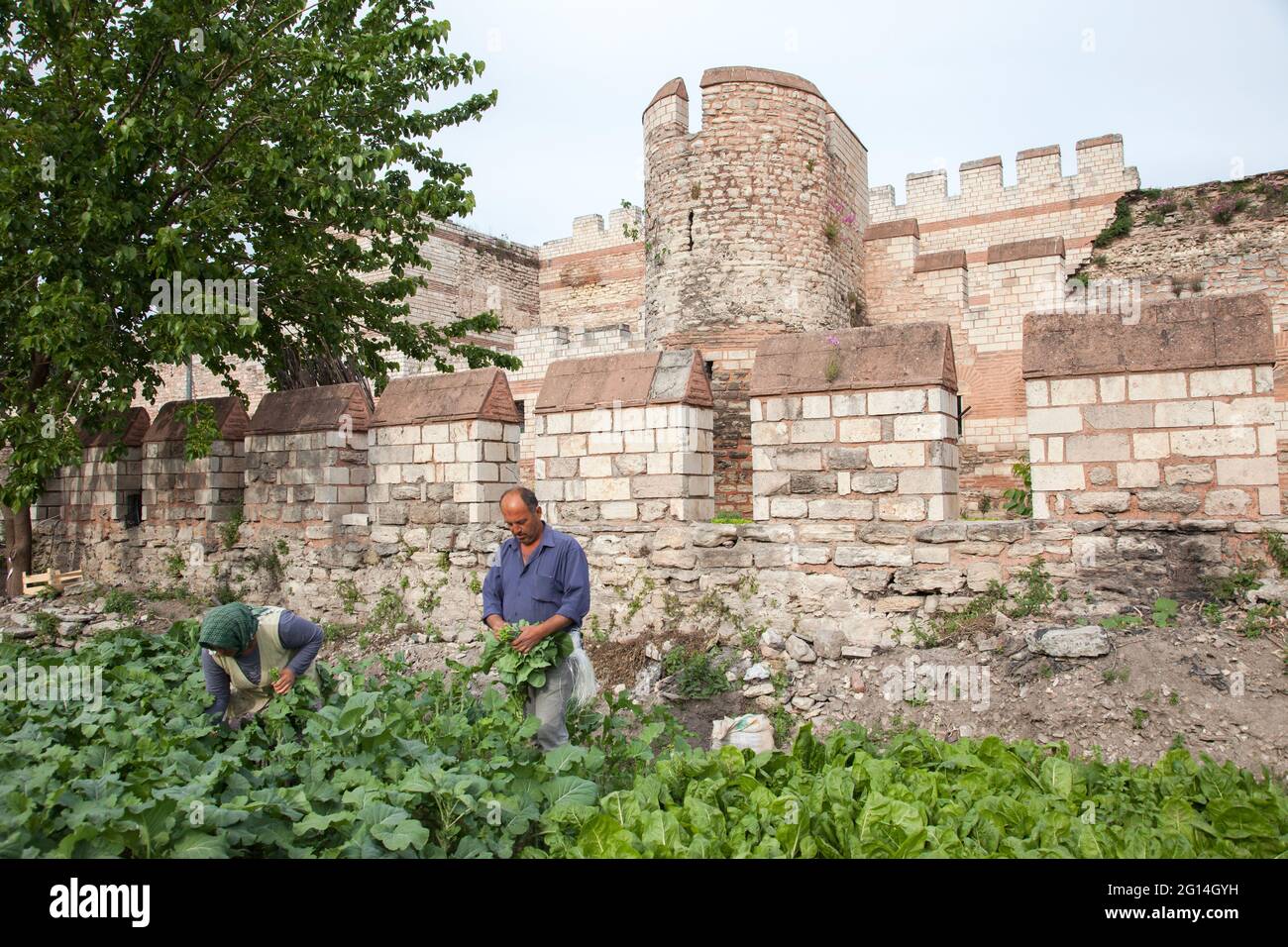 Fatih,Istanbul-Turkey - 05-20-2017 :Blick auf die historischen Stadtmauern und den Gemüsegarten Istanbuls Stockfoto