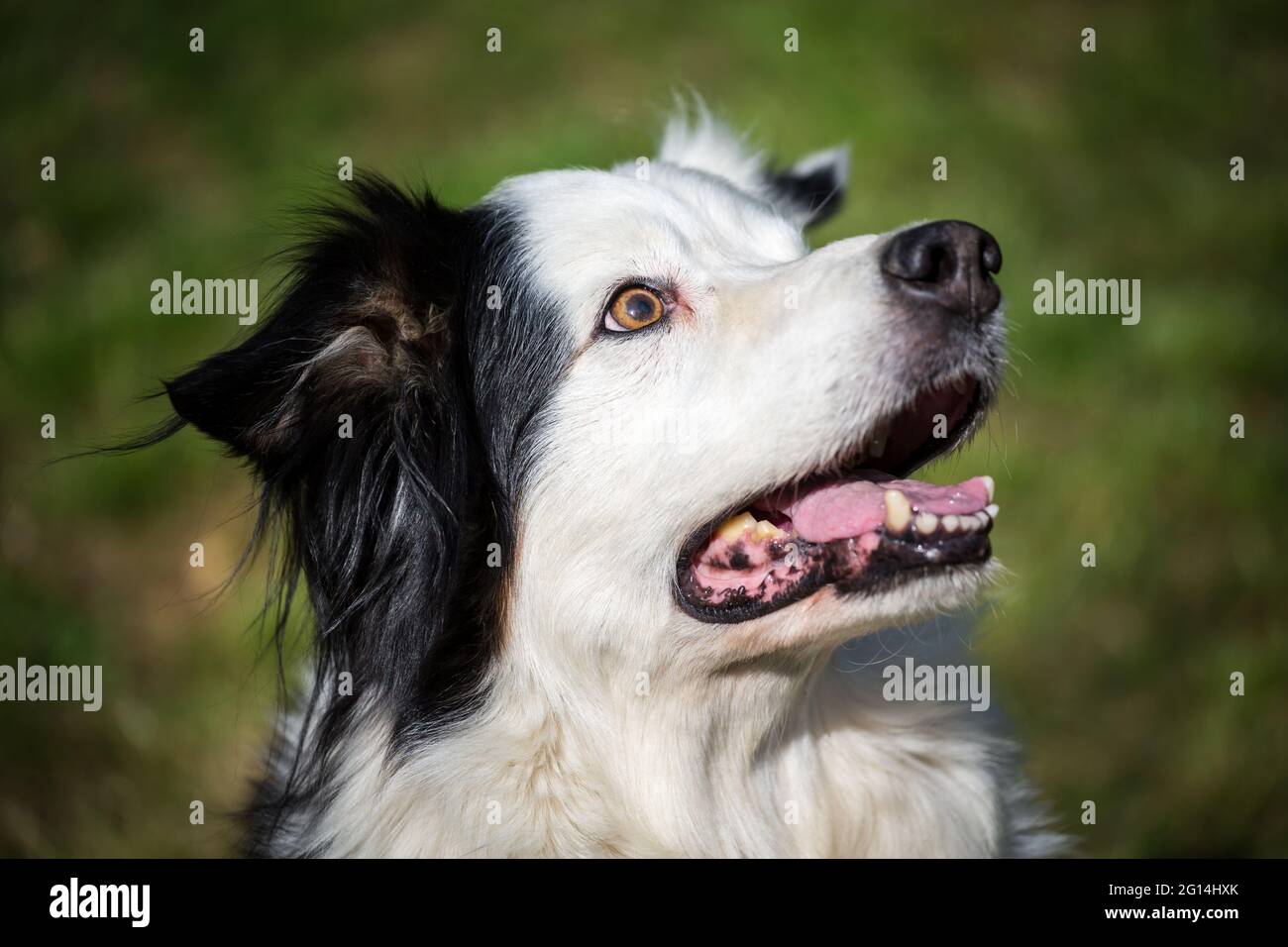 Border Collie Stockfoto