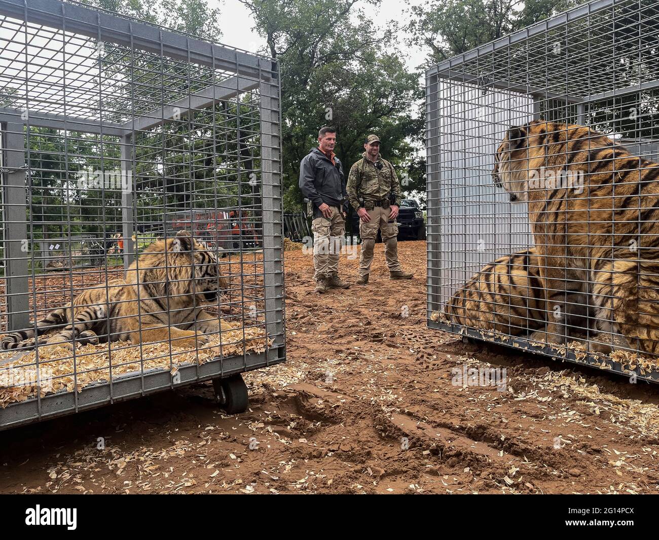 US-Marschalls beschlagnahmen 68 geschützte Löwen, Tiger, Löwen-Tiger-Hybriden und einen jaguar aus Jeffrey und Lauren Lowe Tiger King Park 17. Mai 2021 in Thackerville, Oklahoma. Der Park, der früher dem Tiger King, Joe Exotic, gehörte, wurde beschlagnahmt, weil er gegen das Gesetz über gefährdete Arten verstoßen hatte. Stockfoto