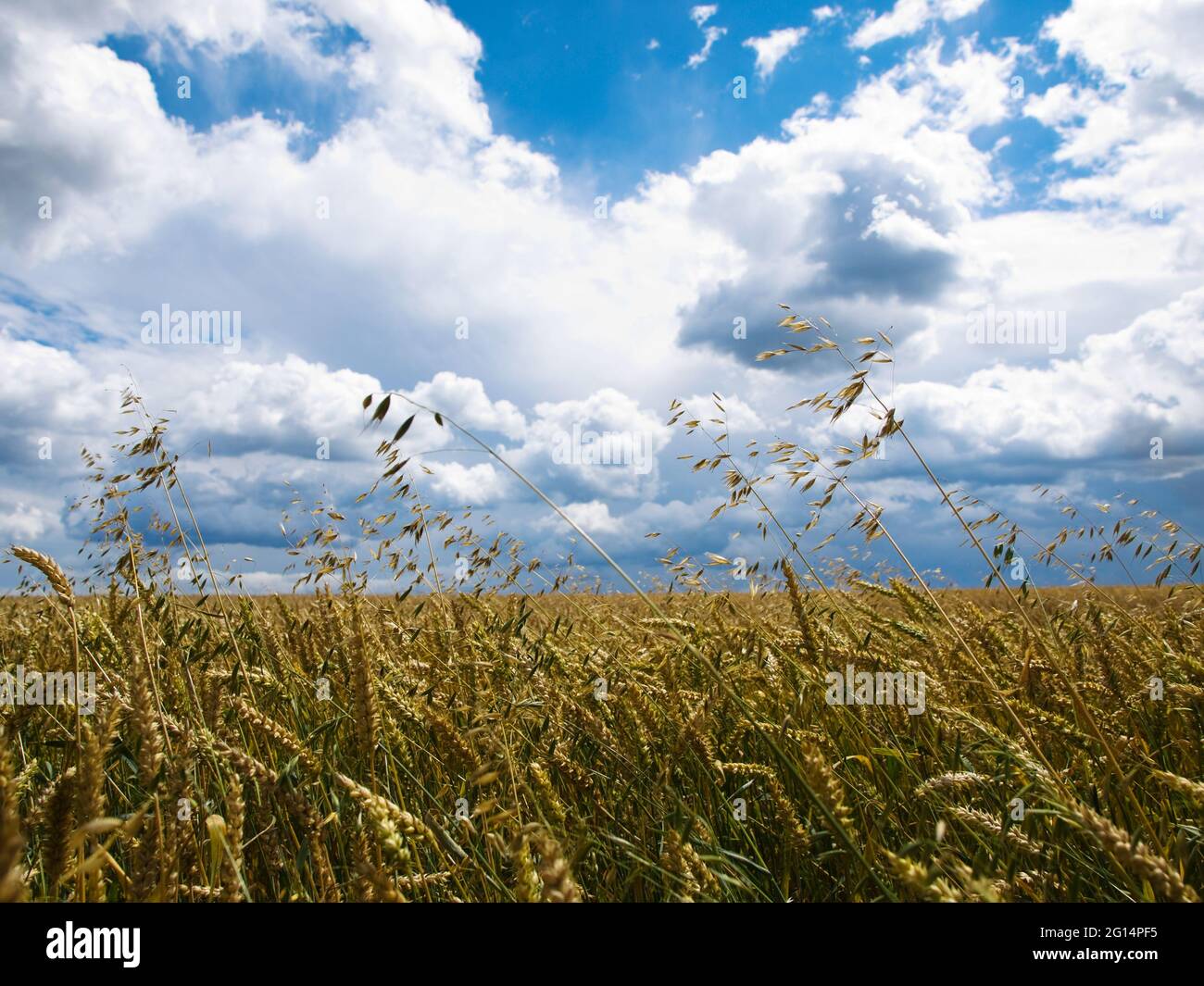 Sommerhimmel und gereifter Weizen auf dem Feld Stockfoto