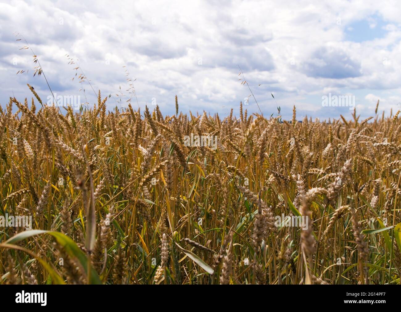 Sommerhimmel und gereifter Weizen auf dem Feld Stockfoto