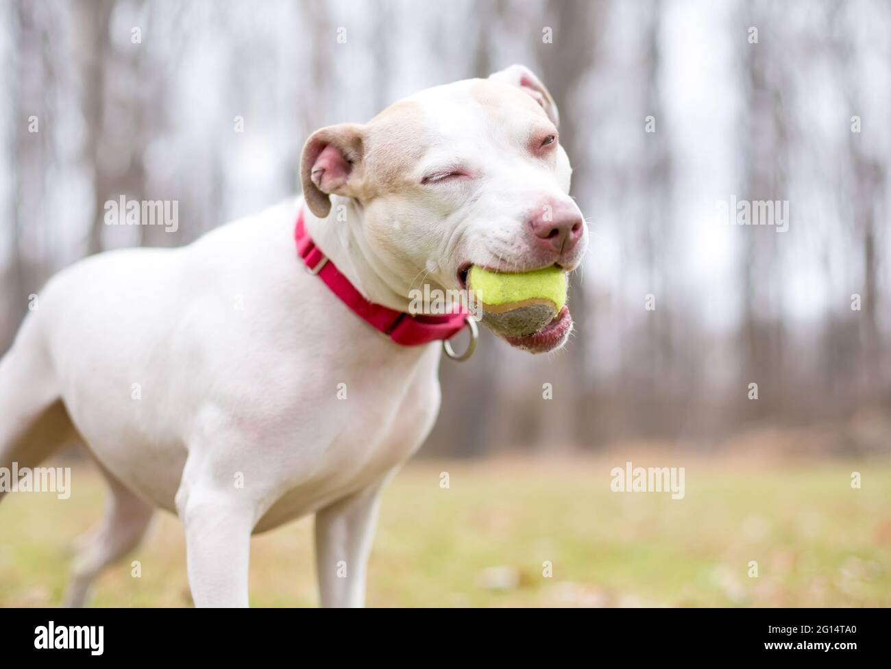 Ein verspielter weißer Terrier Mischlingshund, der einen Ball im Mund hält Stockfoto