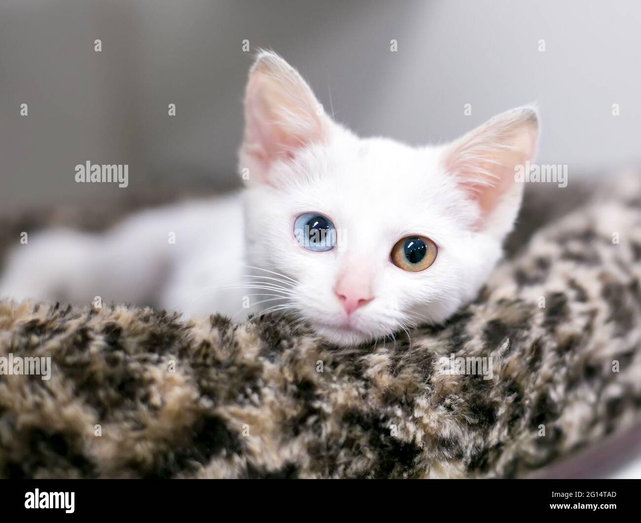 Ein weißes Kurzhaarkätzchen mit Heterochromie in den Augen, einem blauen und einem gelben Auge, das sich in einem Tierbett entspannt Stockfoto