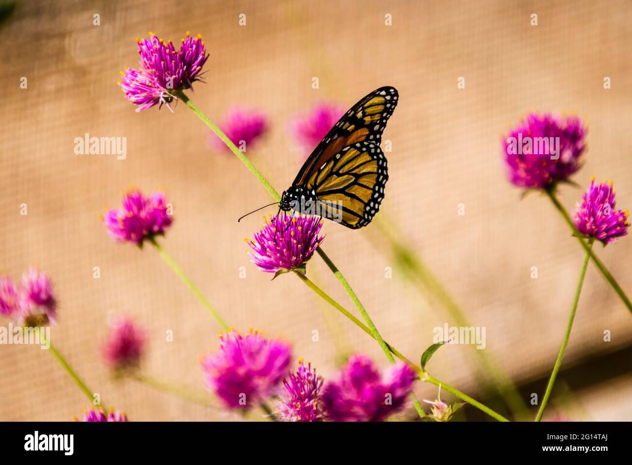 Desert Botanical Garden - Butterfly Pavilion - Monarch Stockfoto