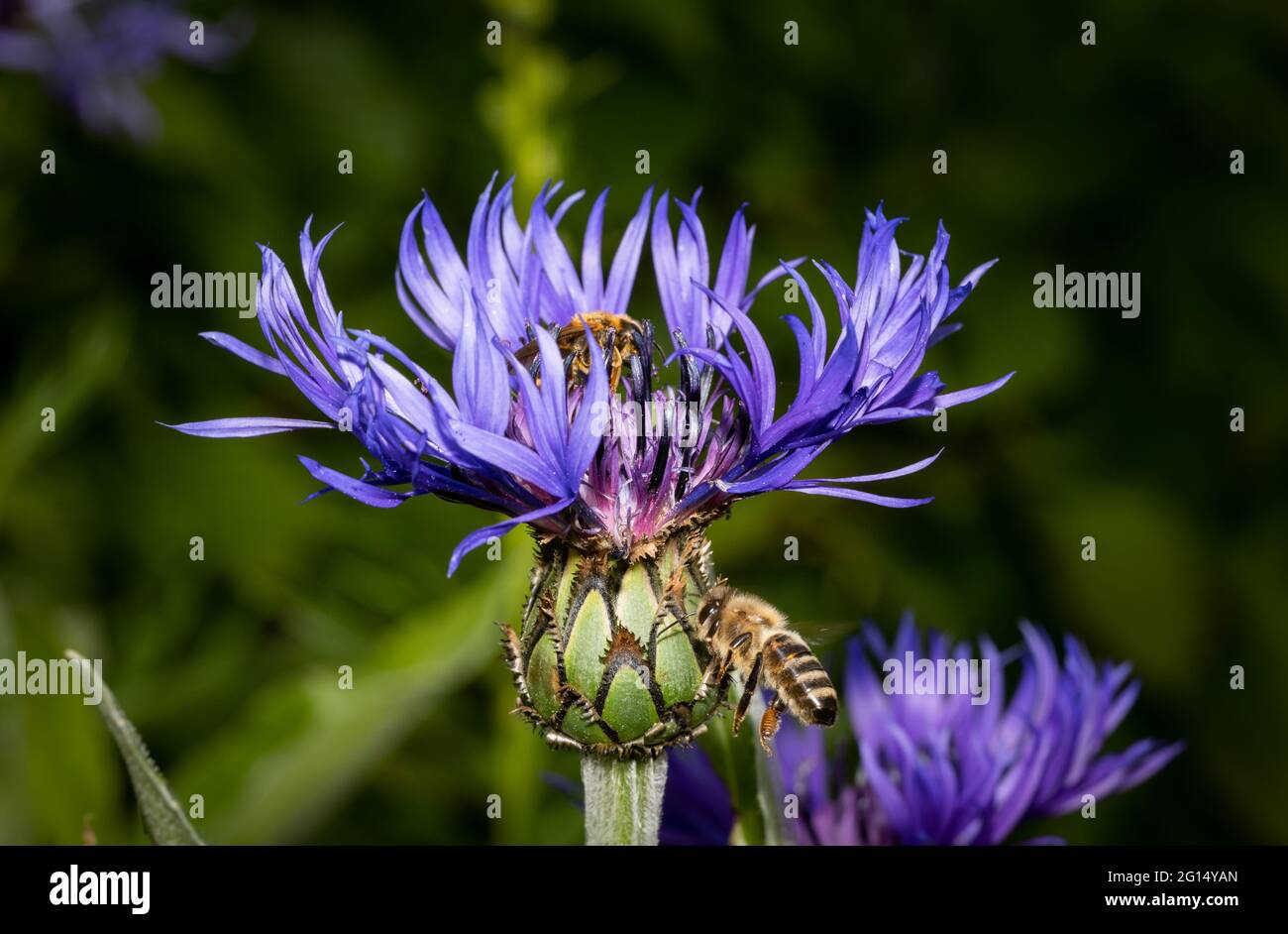 Nahaufnahme Von Zwei Bienen Auf Einer Violetten Kornblume Schone Lila Farbe Und Details Der Blume Die Biene Im Fokus Fliegt Auf Die Blume Zu Verschwommen Stockfotografie Alamy