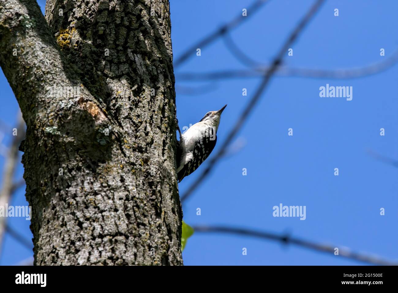Amerikanischer Specht im Park Stockfoto