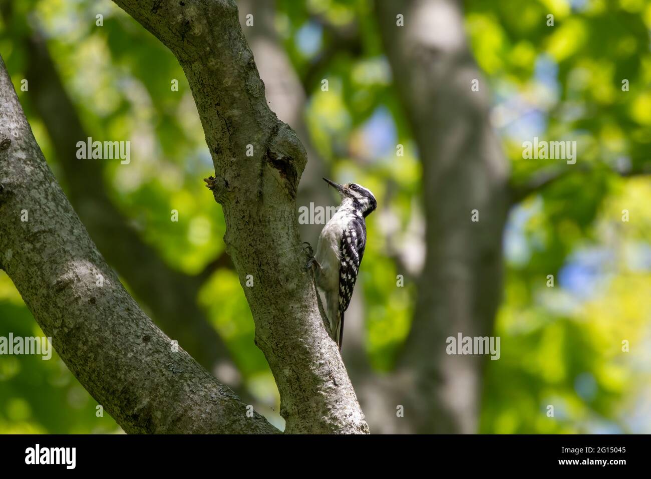 Amerikanischer Specht im Park Stockfoto