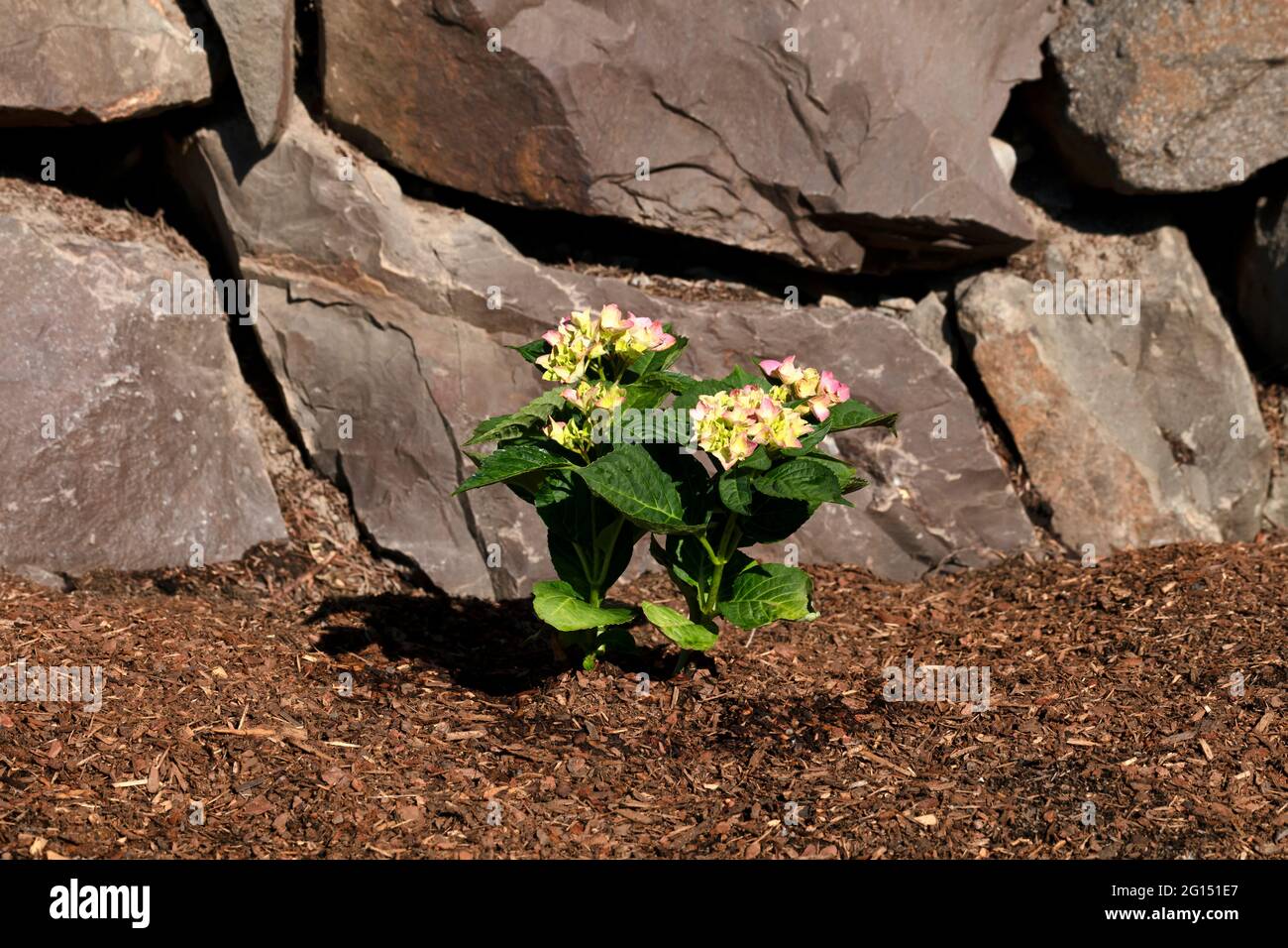 Hortensie Strauch Stockfotos und bilder Kaufen Alamy