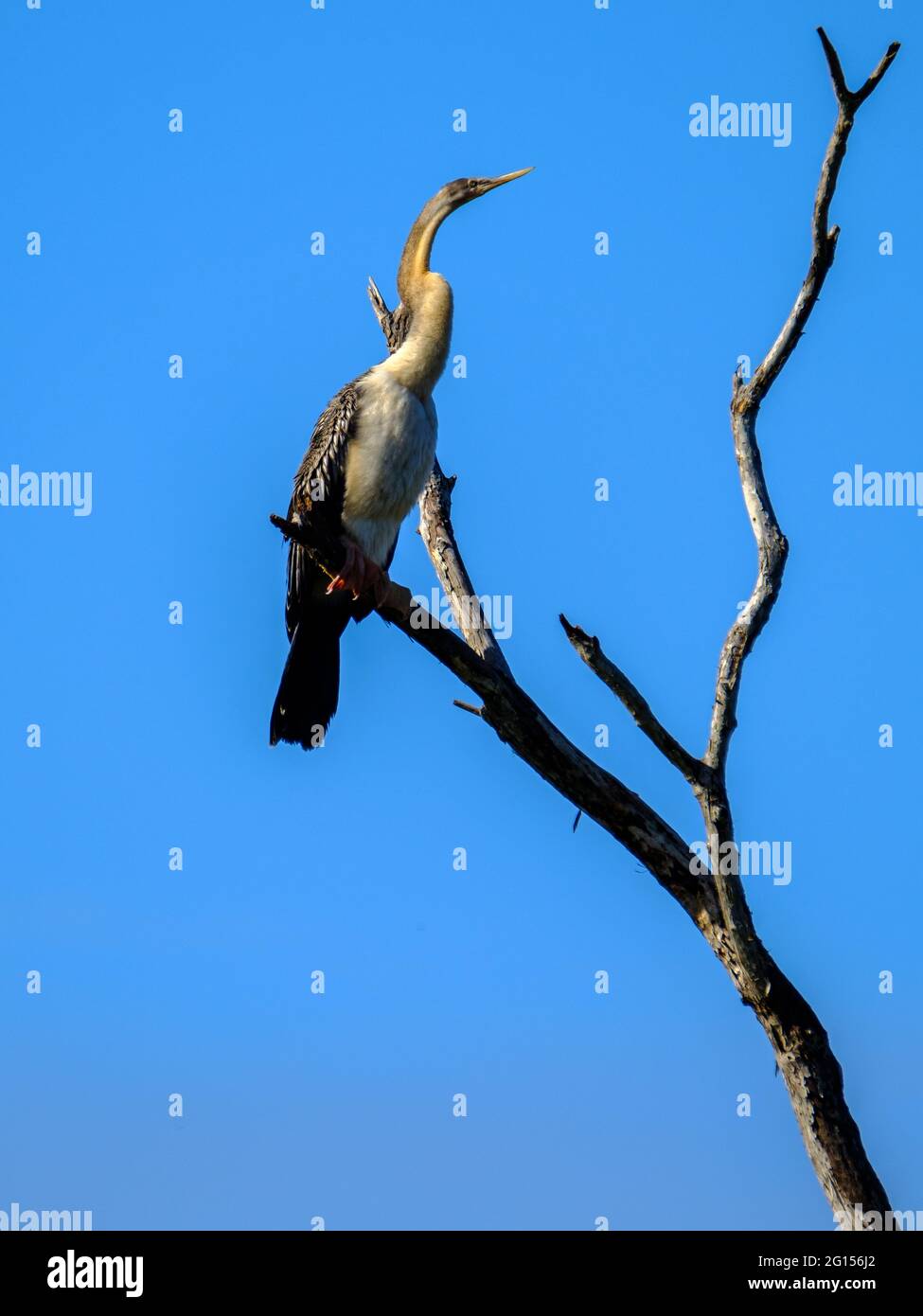 Im Sandy Camp Rd Wetlands Reserve Stockfoto