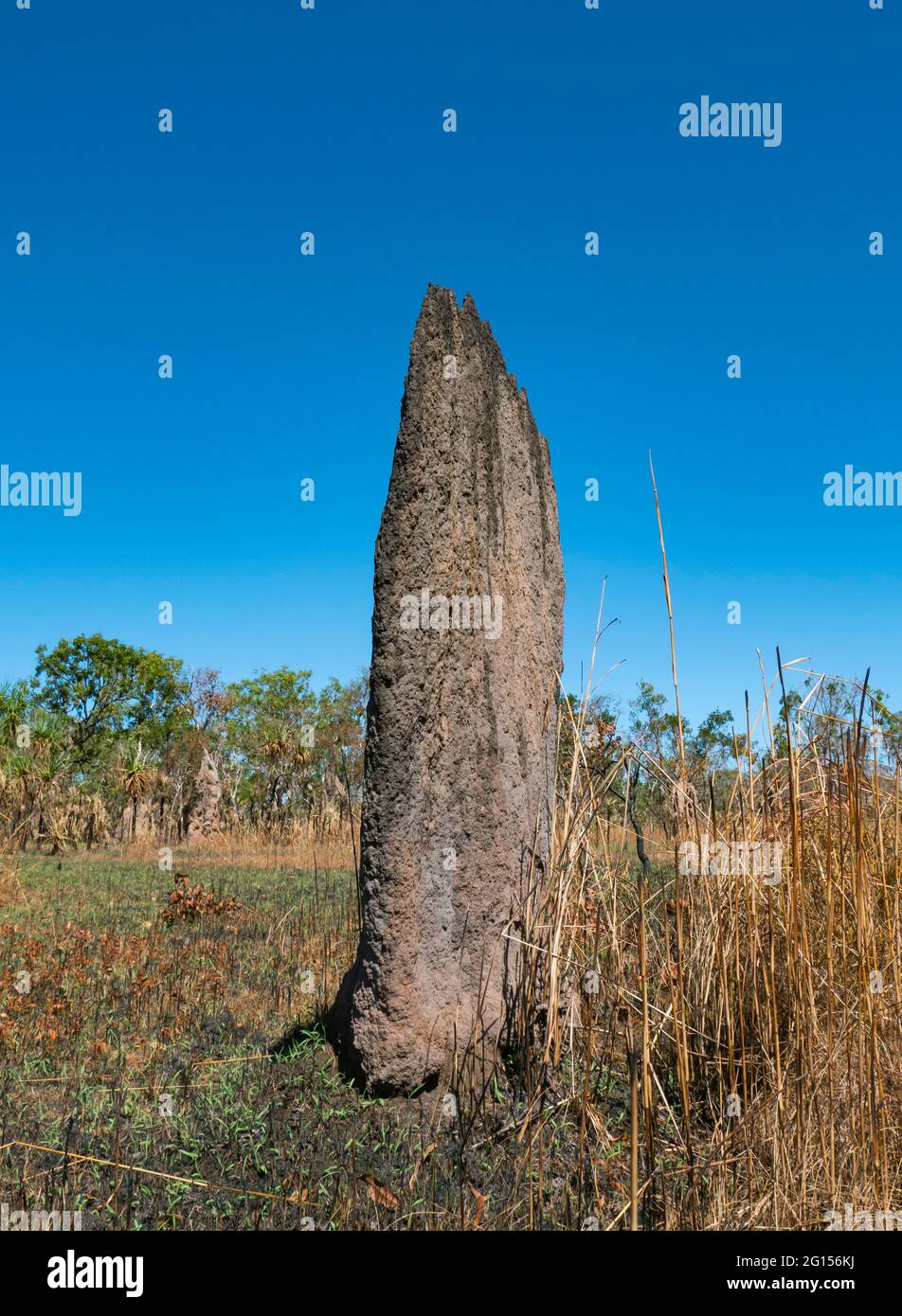 Magnetische Terminen-Mounds von Termiten, Amitermes meridionalis; im Northern Territory oberes Ende Stockfoto