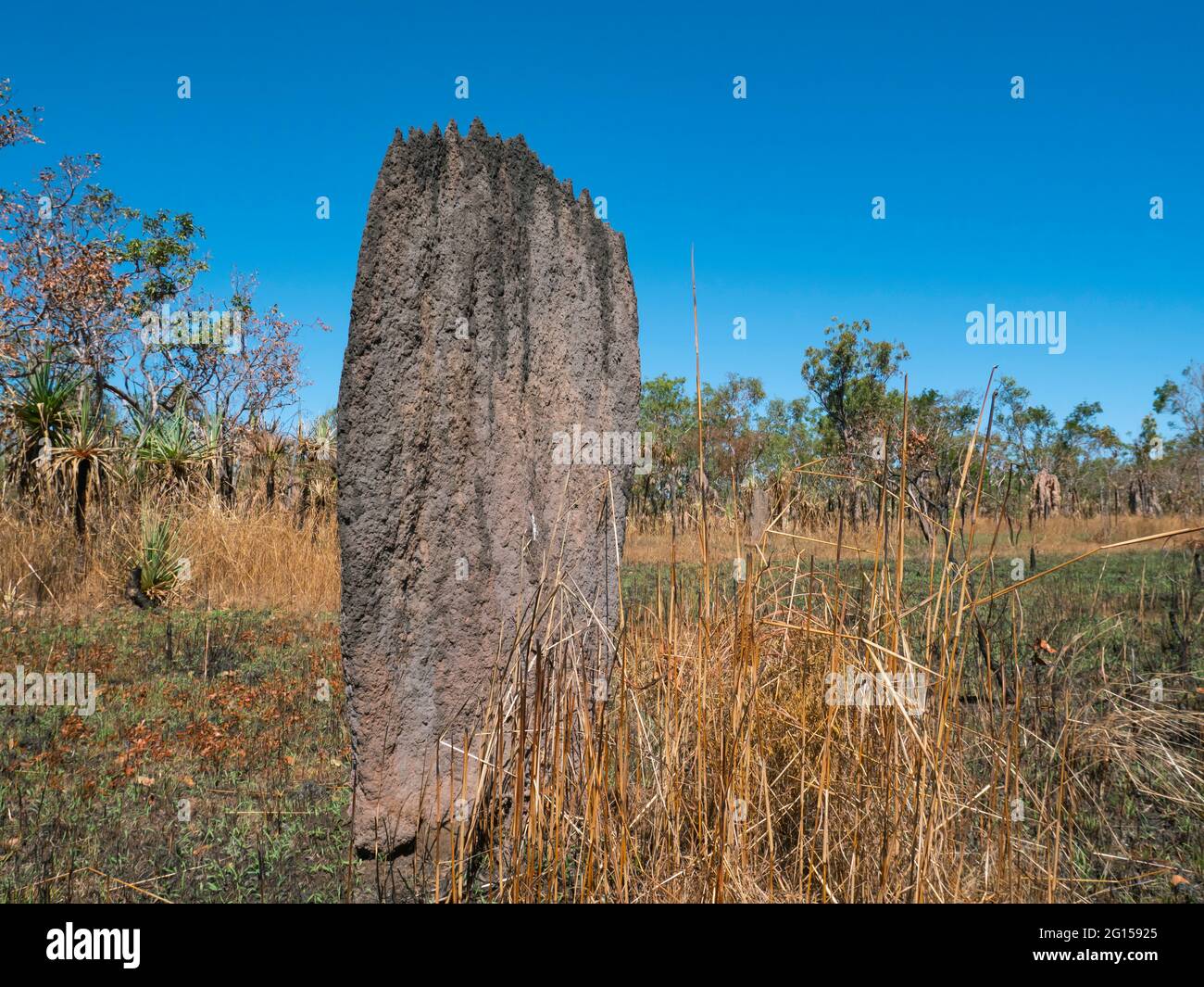 Magnetische Termiten-Mounds von Termiten, Amitermes meridionalis; im Northern Territory tropisches Top End Stockfoto