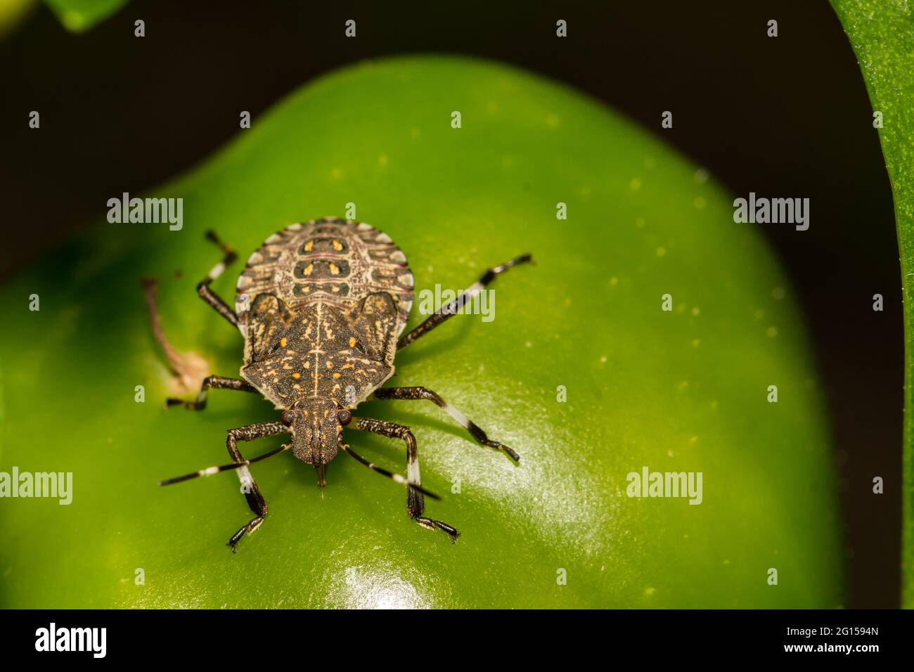 Brauner marmorierter Stink Käfer, der sich im Garten von einem Pfeffer ernährt. Stockfoto