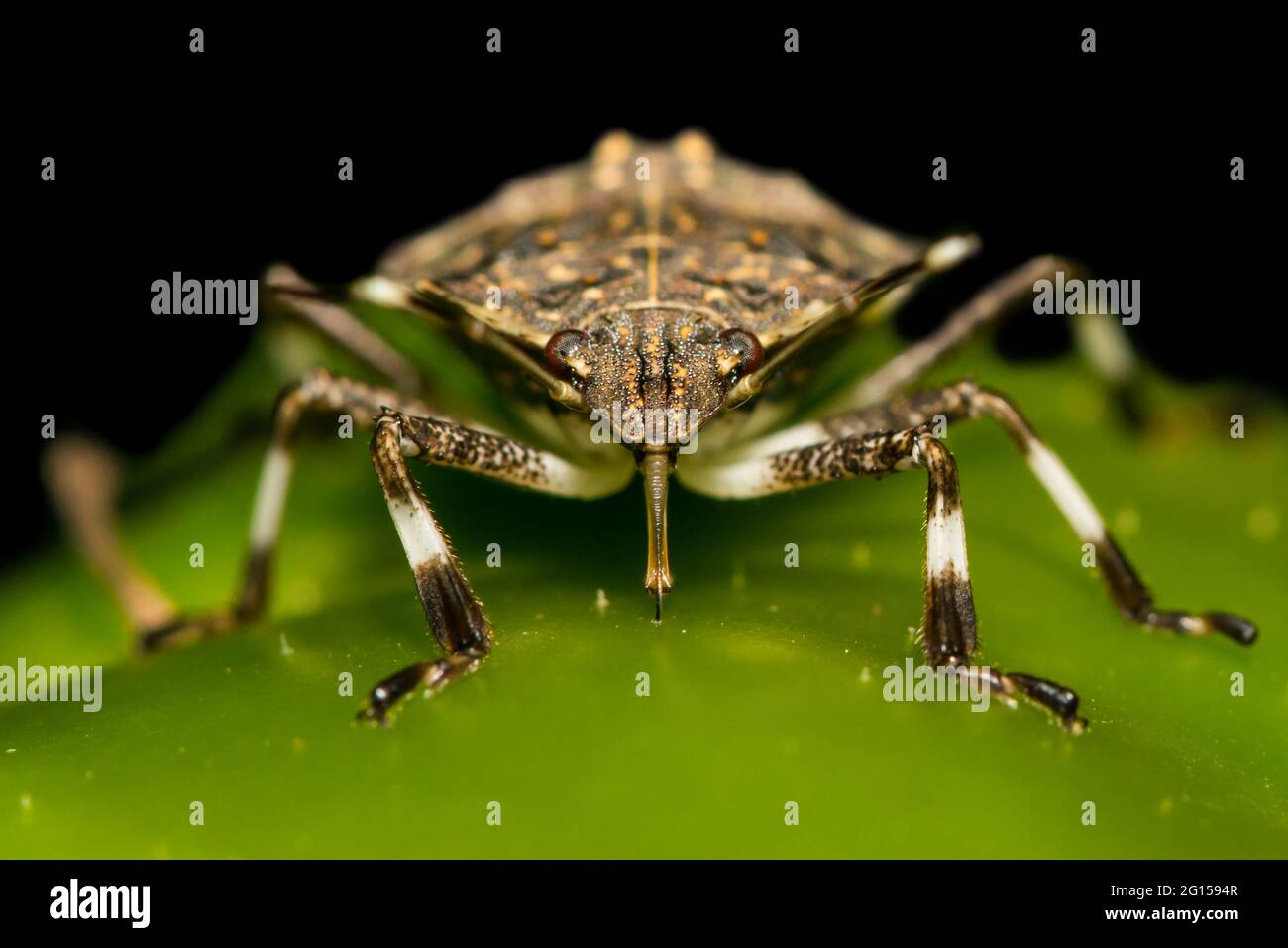 Brauner marmorierter Stink Käfer, der sich im Garten von einem Pfeffer ernährt. Stockfoto