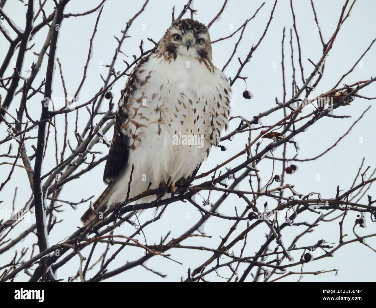 Red-tailed Hawk blickt an einem Wintertag von Barsch herunter: Ein Red-tailed Hawk thront auf eisbedeckten Ästen mit ausgeflockenen Federn, um auf einem W warm zu bleiben Stockfoto