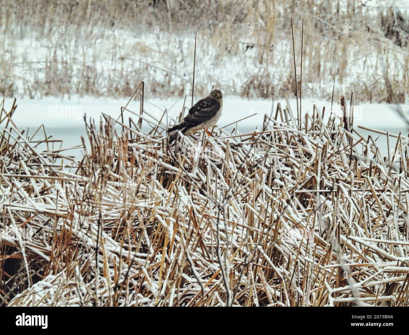 Vogel, der im Schnee thront: Ein Greifvogel aus dem Norden, der auf Stängeln aus Rohrkolben auf einem Teich inmitten einer schneebedeckten Prärie auf einem kalten Wein thront Stockfoto