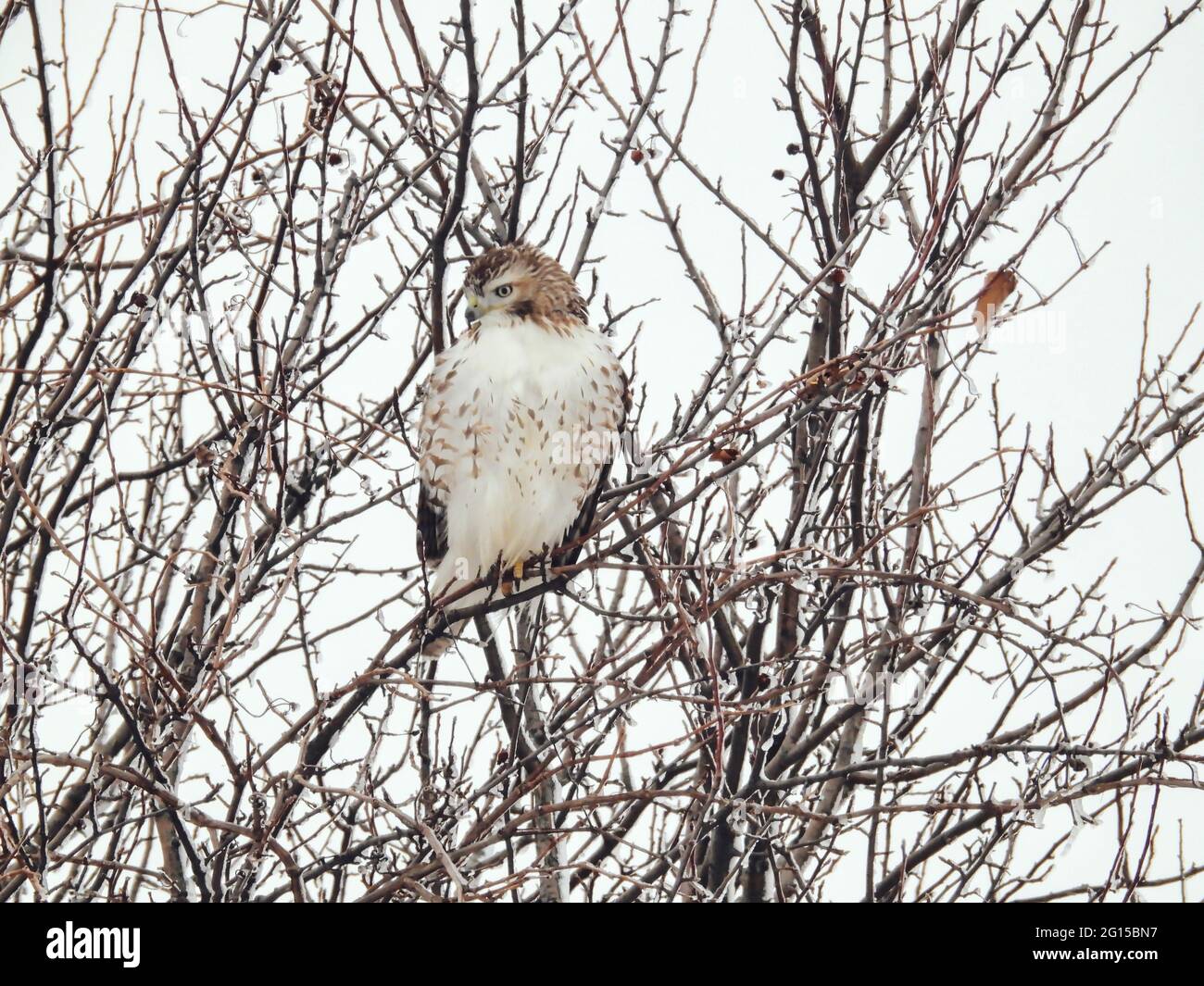 Der Rotschwanzhack schaut an einem Wintertag von Perch zur Seite: Ein Rotschwanzhawk, der auf eisbedeckten Ästen mit ausgeflockenen Federn thront, um zu bleiben Stockfoto