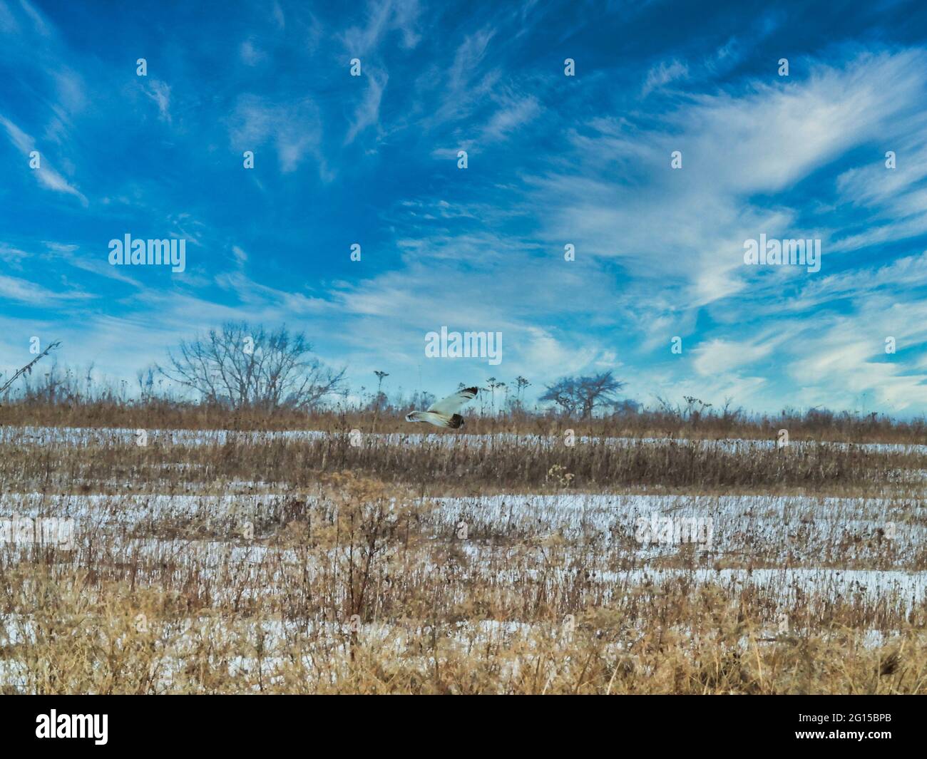 Kurzohreule fliegt knapp über dem Boden: Auf der Suche nach Beute fliegt eine Kurzohreule an einem Wintertag über die schneebedeckte Prärie Stockfoto