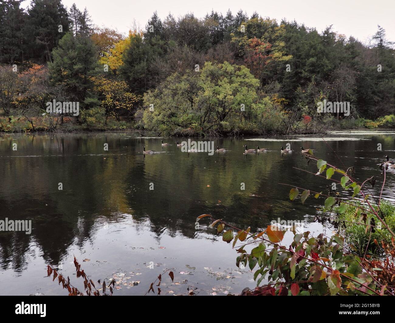 Gänse auf See im Herbst: Kanadische Gänsevögel Wasservögel schwimmen über eine wunderschöne Herbstszene auf dem See mit herbstlichen Bäumen im Hintergrund alo Stockfoto