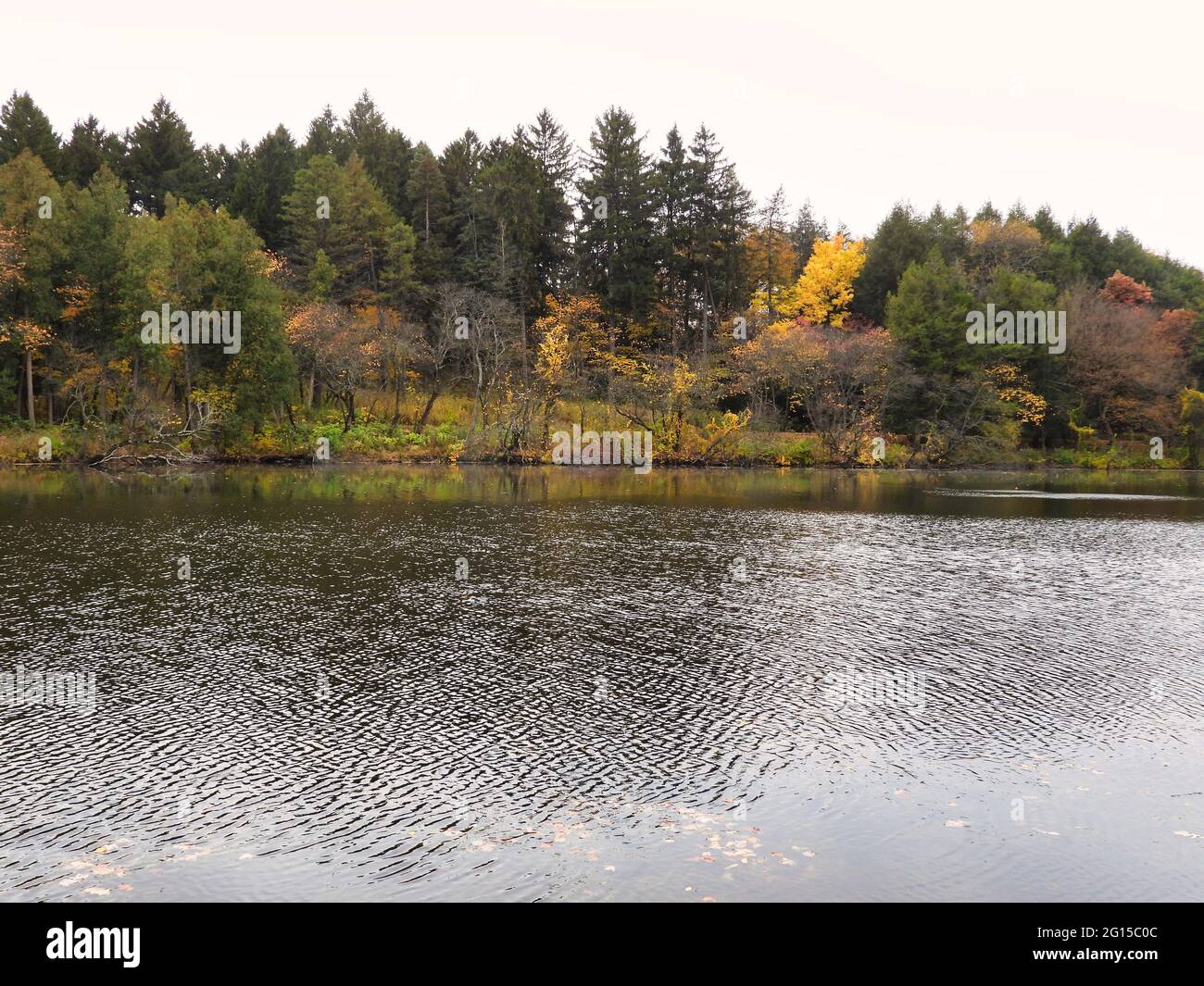 Herbstlandschaft mit See: An einem bewölkten Herbsttag fallen farbige Bäume an den Ufern eines kleinen Sees inmitten eines Waldes Stockfoto