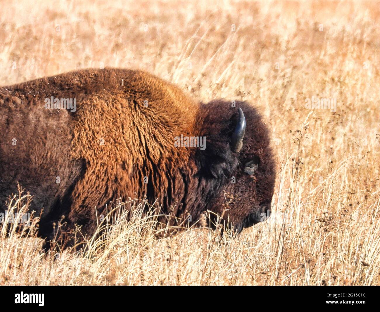 American Bison in Park: Ein Büffel spaziert im Herbst Grasland Park auf dem Weg zu The Heard an einem sonnigen Herbsttag Stockfoto