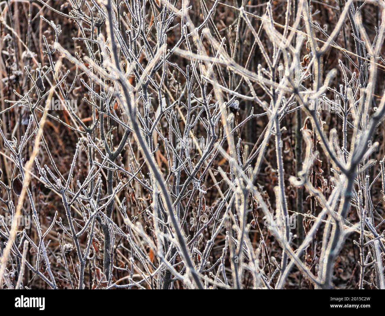 Frostbedeckter Pinsel auf der Gestrüpp: Eine Winterszene mit frostbedeckten Stielen und Ästen eines Pinsels und kleinen Bäumen an einem kalten Wintermorgen Stockfoto