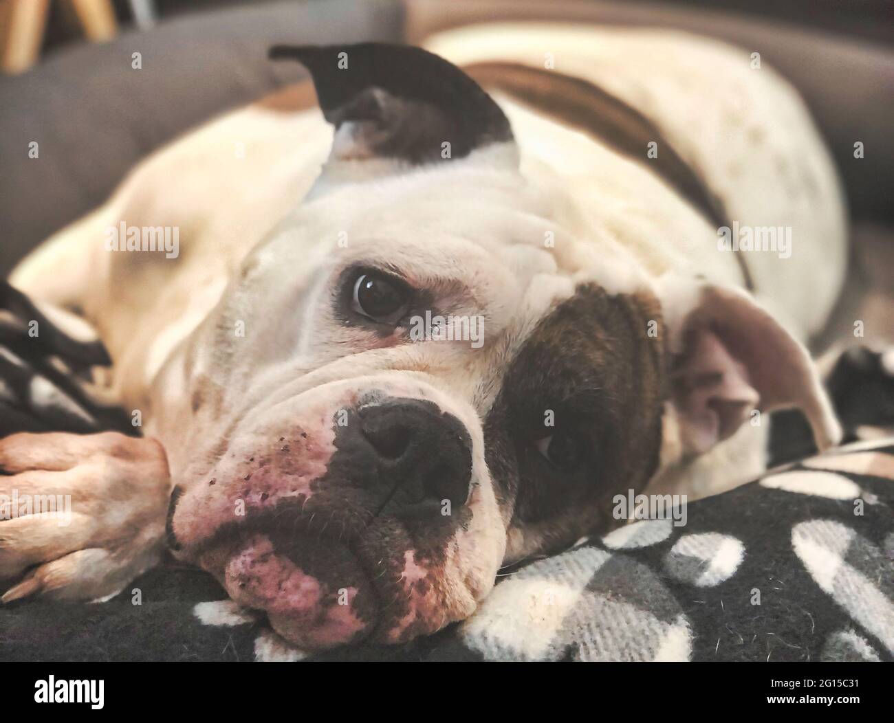 Viktorianische Bulldogge in einem Hundebett: Eine entzückende Bulldogge legt sich in einem Bett mit einer Decke auf dem Kopf, weiß mit kahlköpfigen Flecken, darunter einer über ihrem E Stockfoto
