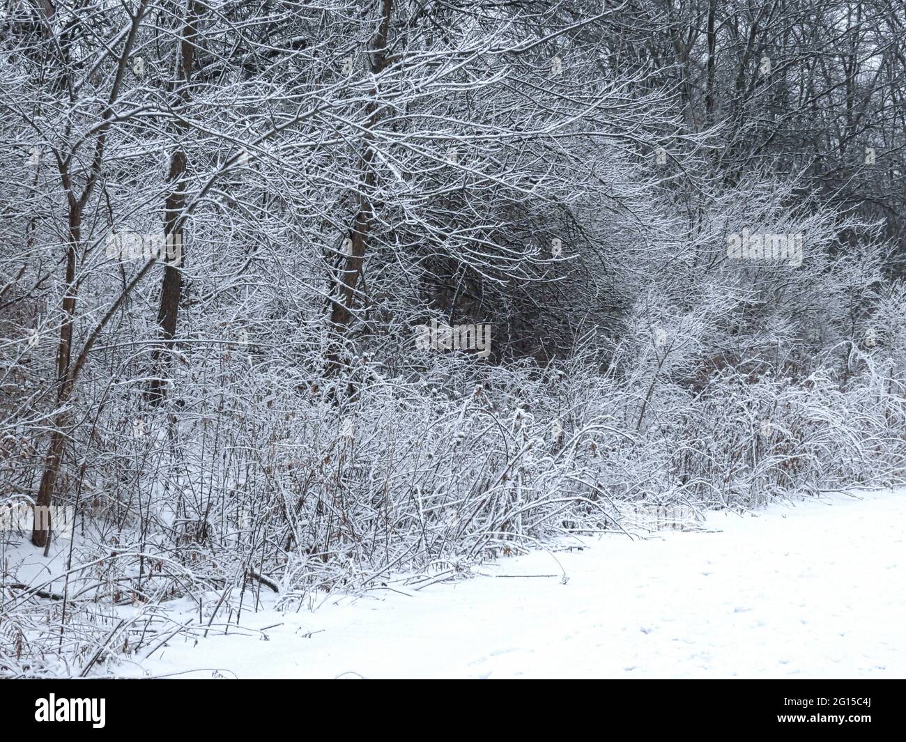 Schneebedeckte Bäume im Winter: Der Morgen nach einem Schneesturm zeigt einen Pfad durch ein Winterwunderland mit schneebedeckten Bäumen und Pinsel Stockfoto