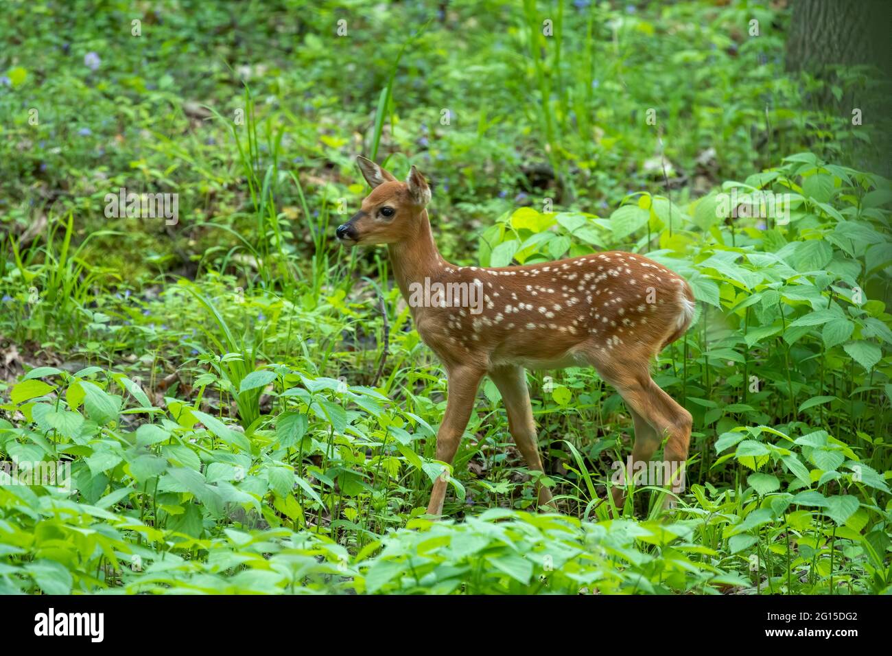 Weißschwanzhirsch, ein kleines Rehkitz im Wald Stockfoto