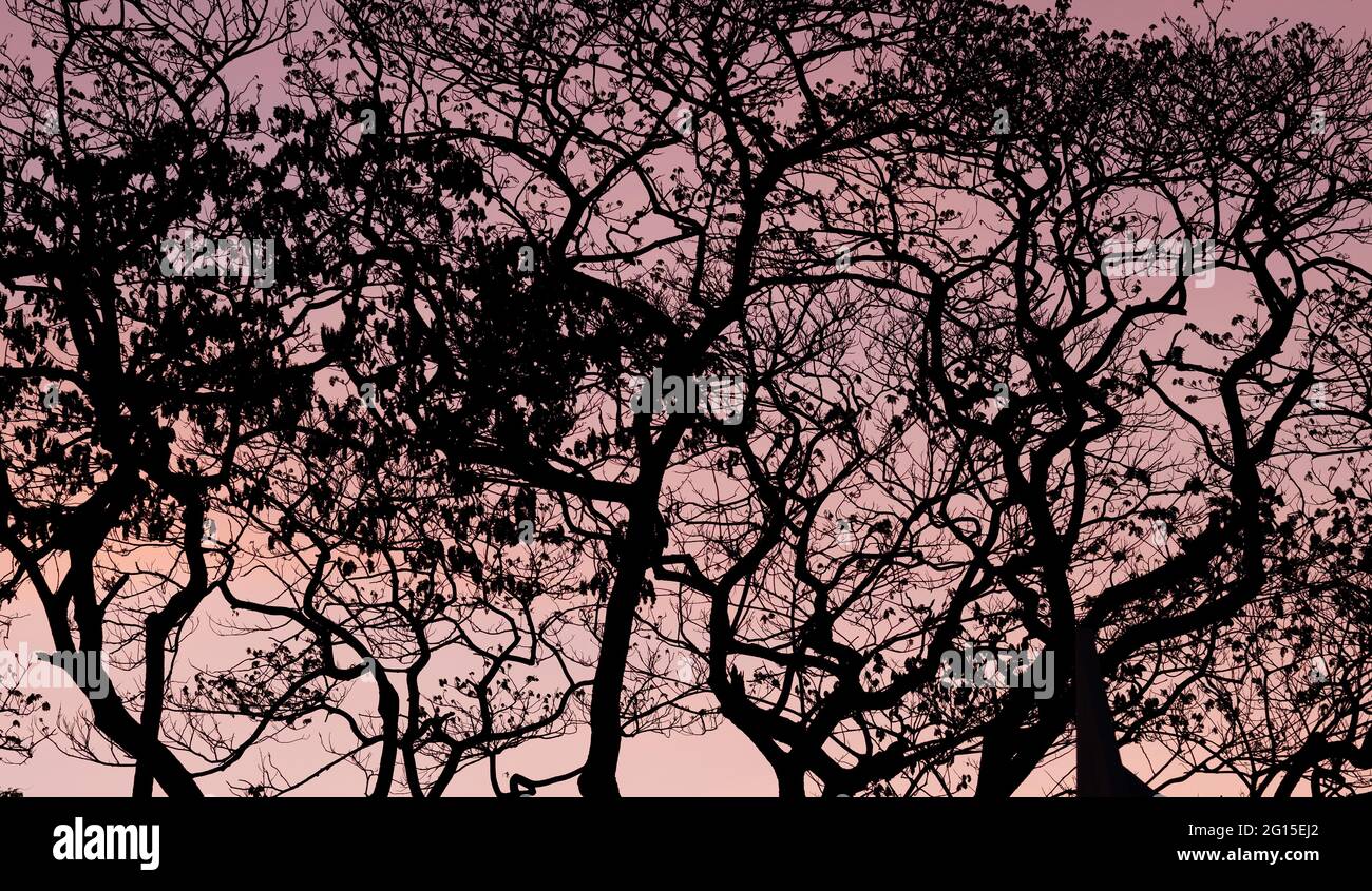 Silhouette Bäume mit schönen Himmel Hintergrund, Wald Stockfoto