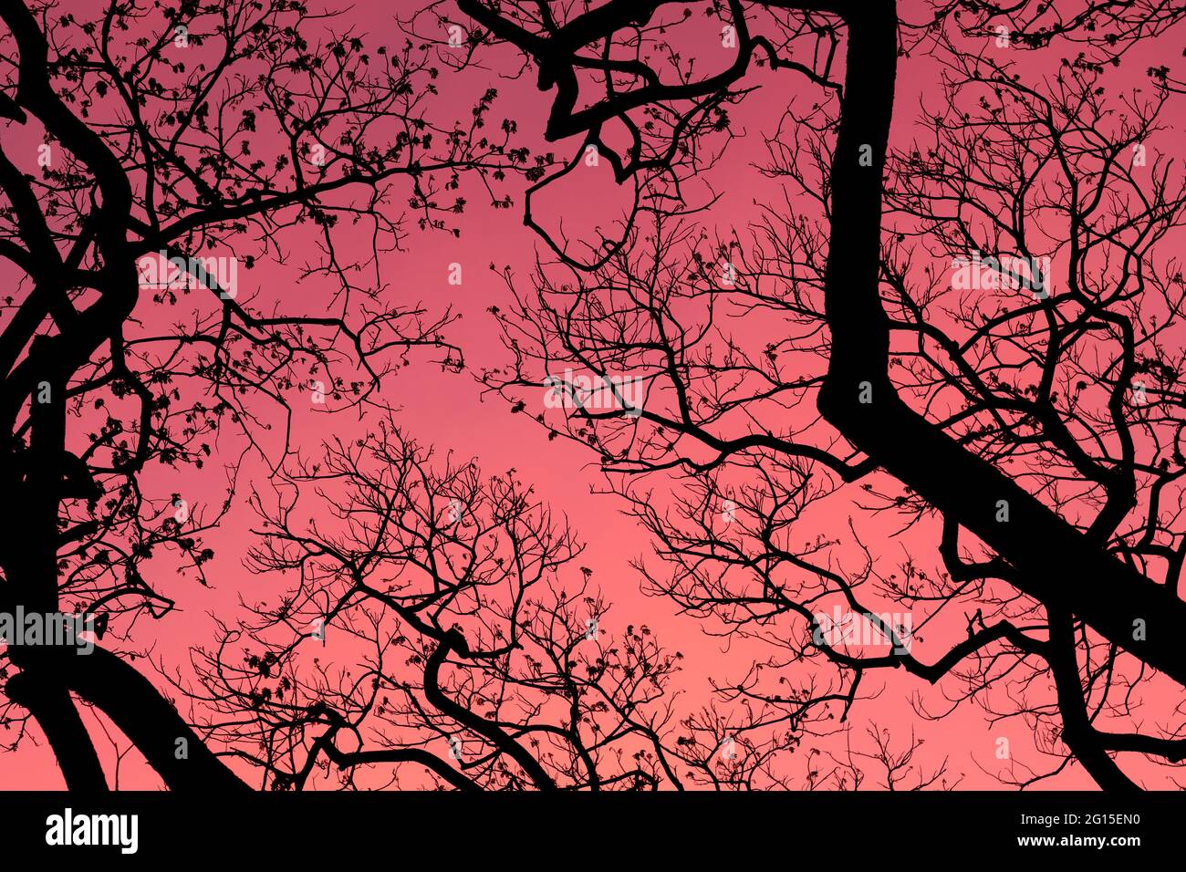 Silhouette Bäume mit schönen Himmel Hintergrund, Wald Stockfoto