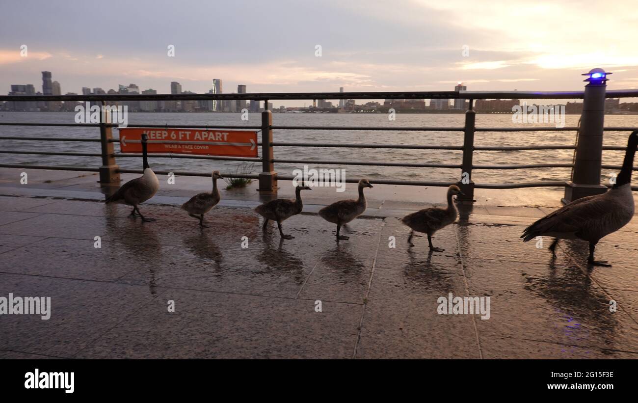 Covid-19 Era Geese Stockfoto