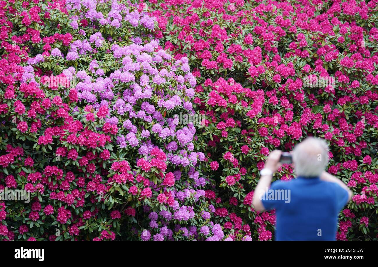 Hamburg, Deutschland. Juni 2021. Ein Mann macht ein Foto von blhenden  Rhododendronen auf dem Ohlsdorfer Friedhof. Die Rhododendren blhen in  allen erdenklichen Farben. Mehr als 200 verschiedene Arten wachsen auf dem  Parkfriedhof.