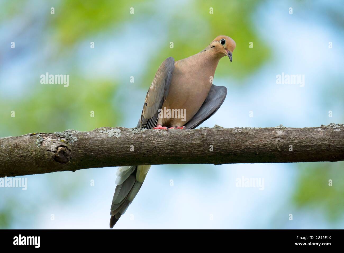 Trauertaube, (Zenaida macroura), Vogel Stockfoto