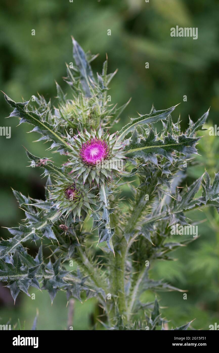 Milk Thistle Plant, Silybum, Silymarin Stockfoto