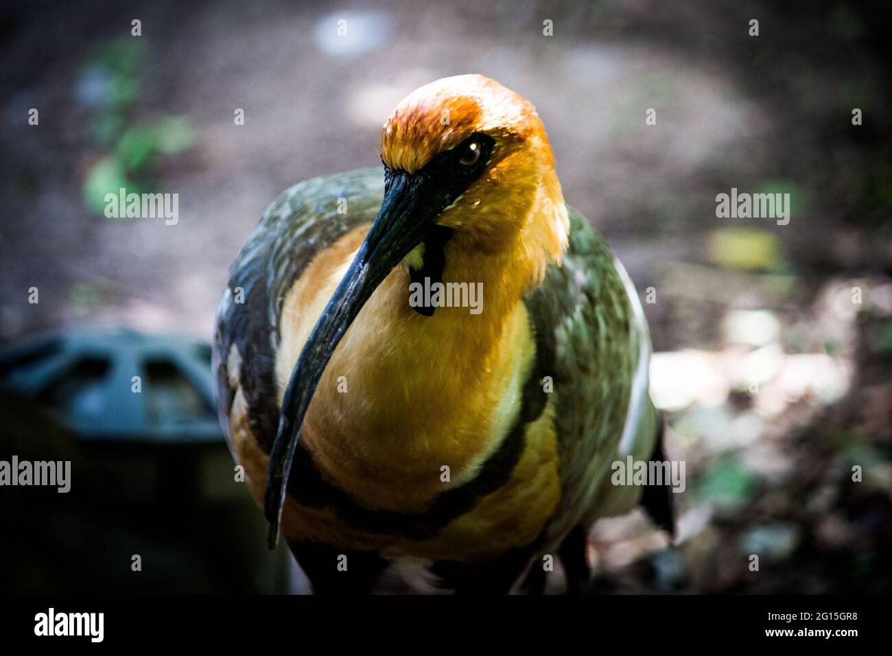 Theristicus caudatus beim Blick auf die Kamera Stockfoto