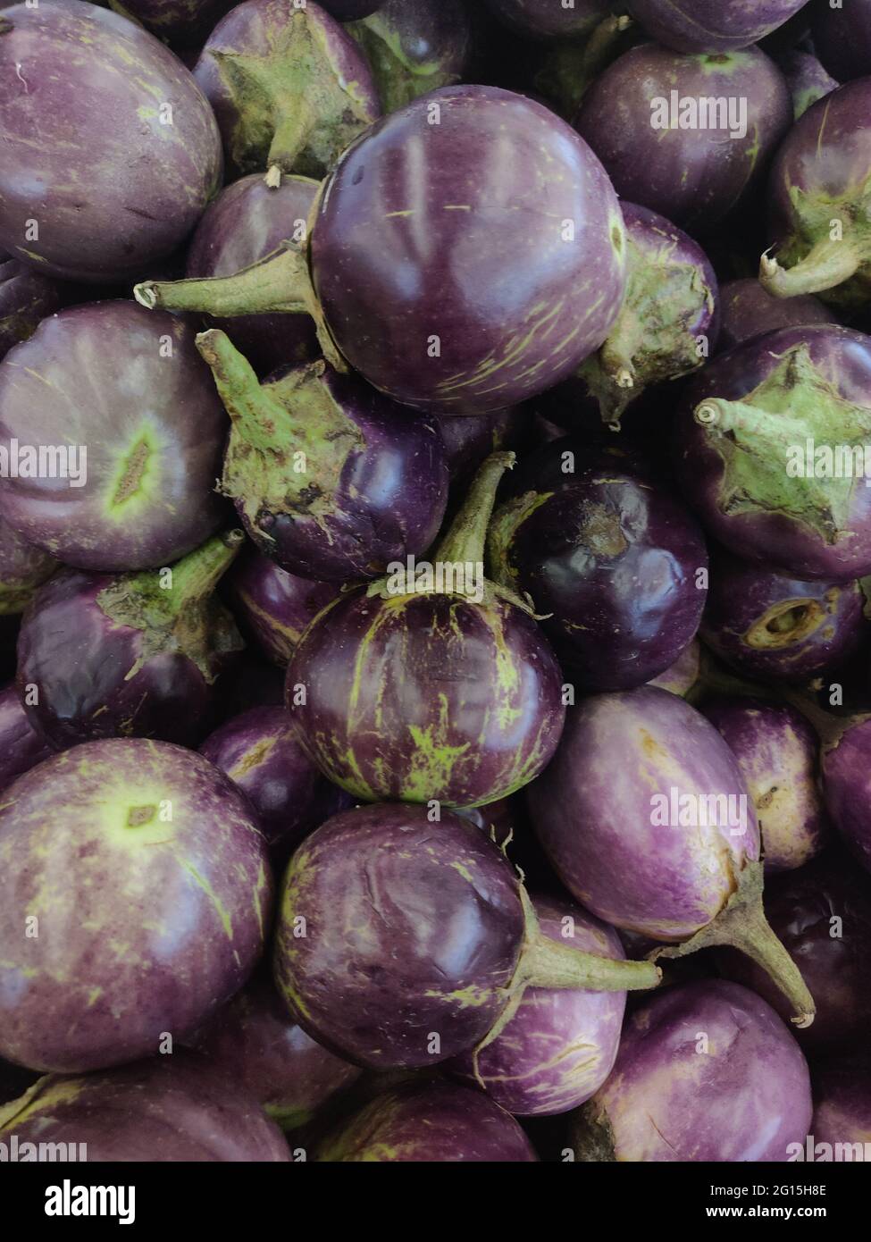 Thai Aubergine ist der Name für mehrere Auberginen-Sorten, die in der südostasiatischen Küche verwendet werden, am häufigsten der Auberginen-Art Solanum melongena. Stockfoto